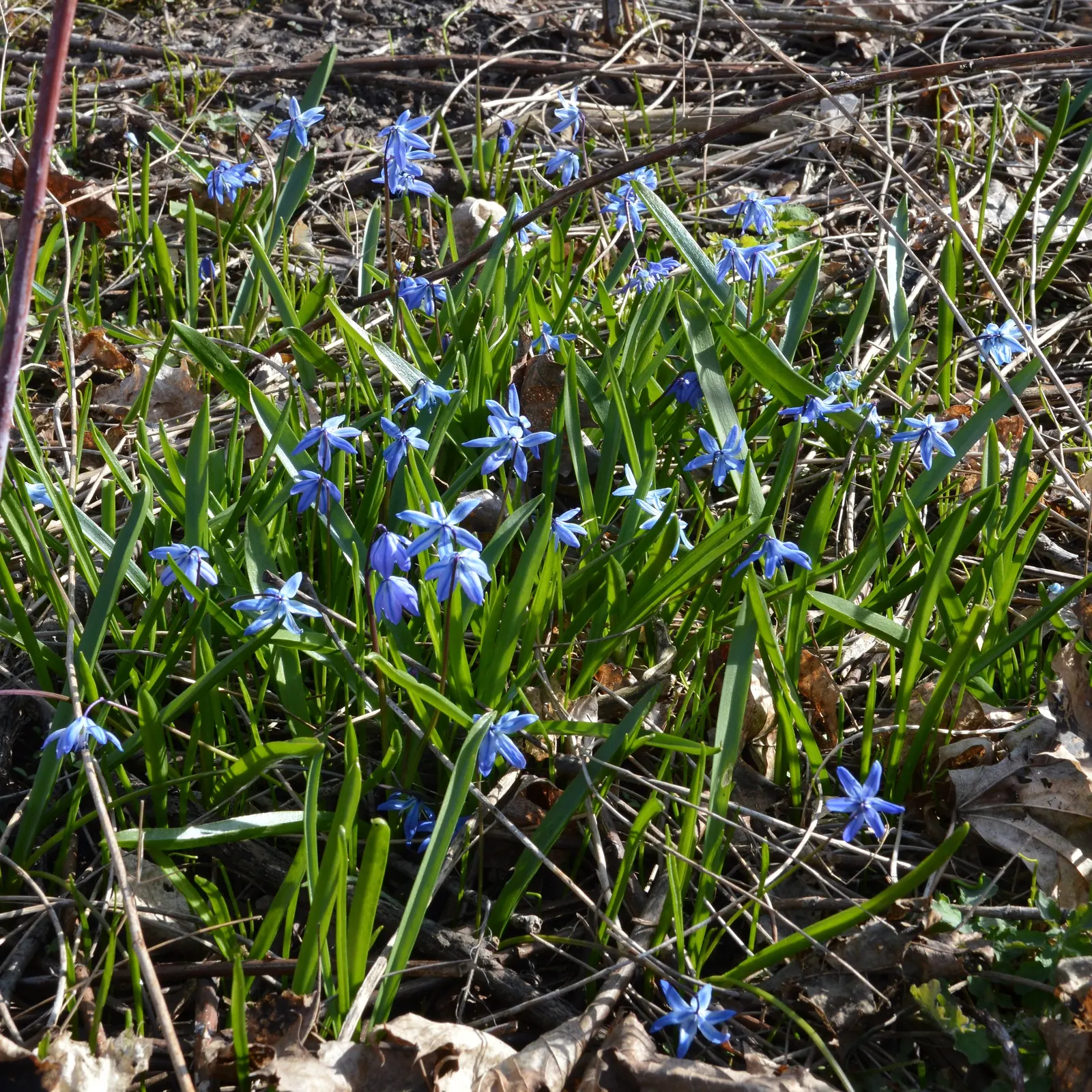 Siberian Squill (Scilla Siberica) — Ideal for naturalizing, they add a splash of color to rock gardens, borders, and woodlands; the foliage, image 110
