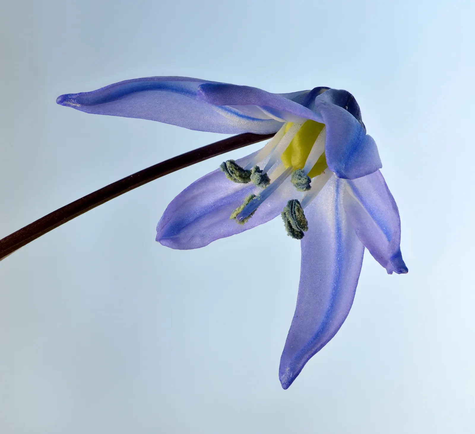 Siberian Squill (Scilla Siberica) — is a charming bulbous perennial known for its vibrant azure blue blossoms that enliven early spring landscapes; making it