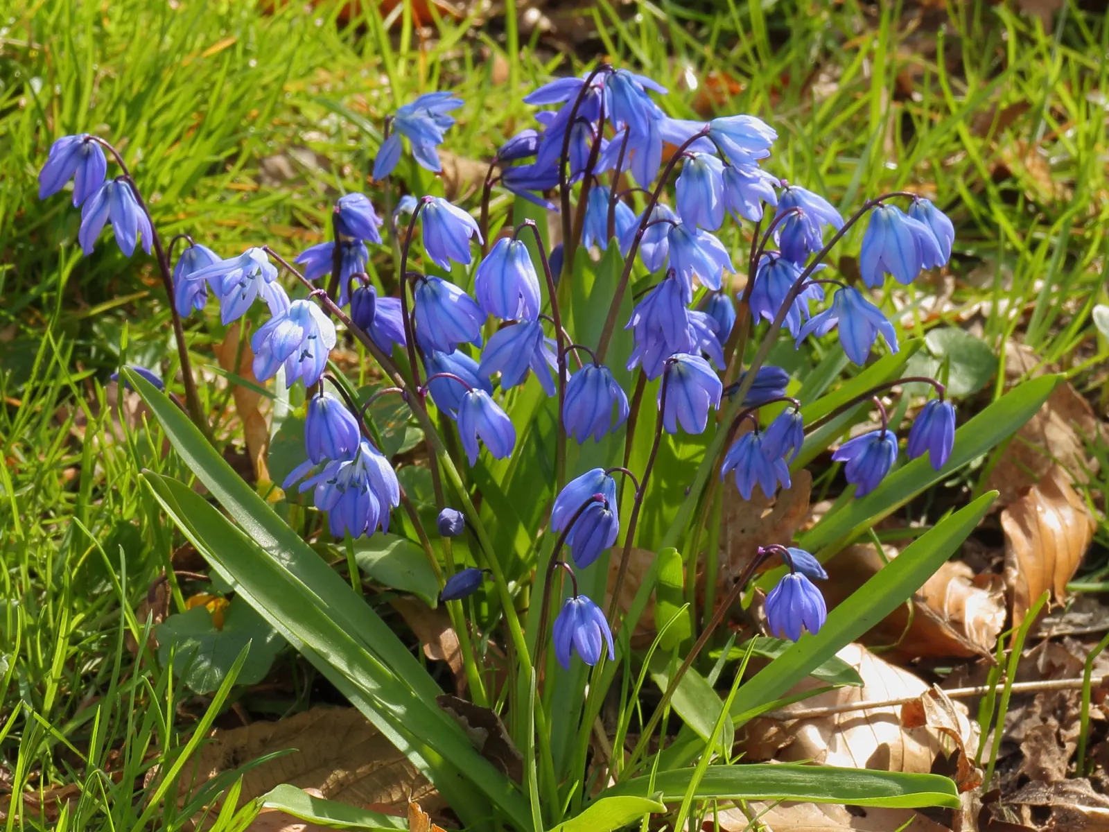Siberian Squill (Scilla Siberica) — and prefers planting in well-drained soil with partial to full sun exposure; each comprised of six spreading petals that