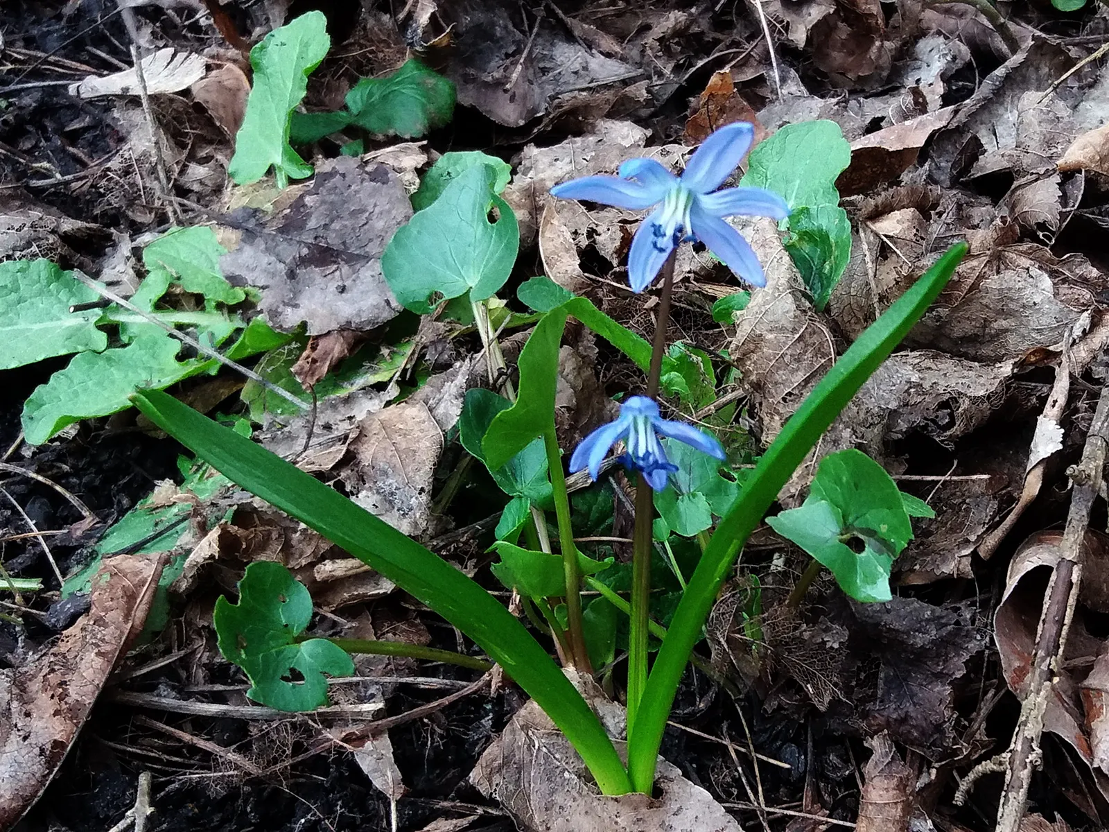 Siberian Squill (Scilla Siberica) — Native to southwestern Russia