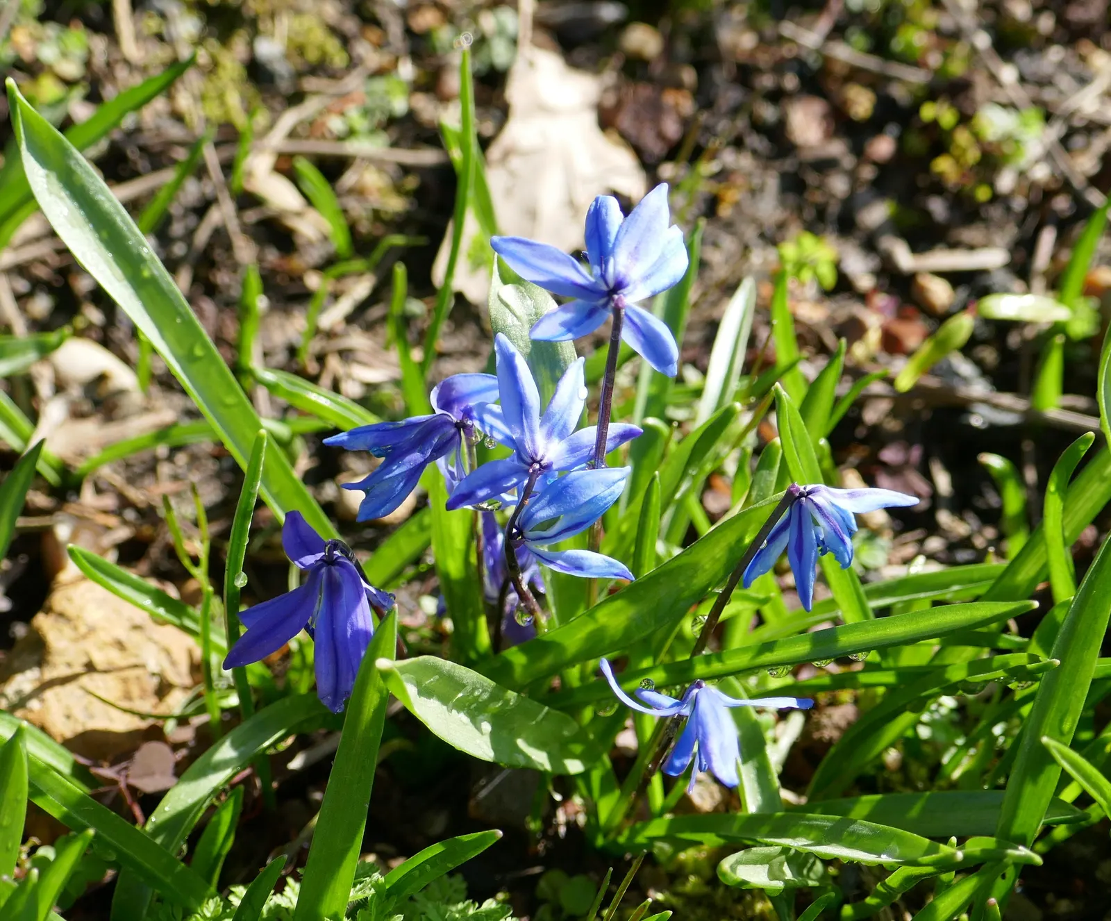Siberian Squill (Scilla Siberica) — each bulb produces multiple starry blooms nestled amidst slender; bulb / perennial with blue blooms, image 56