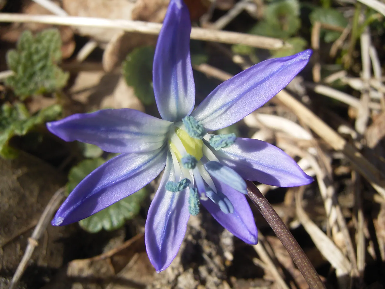 Siberian Squill (Scilla Siberica) — The foliage comprises slender; siberian Squill is perfect for use as a groundcover or for naturalizing in, image 65