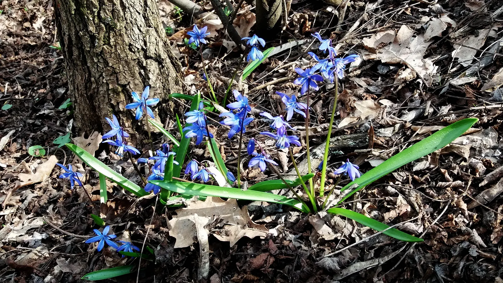 Siberian Squill (Scilla Siberica) — For optimal bloom, plant the bulbs in the fall, about 2 to 3 inches deep and spaced 2 to 3 inches apart