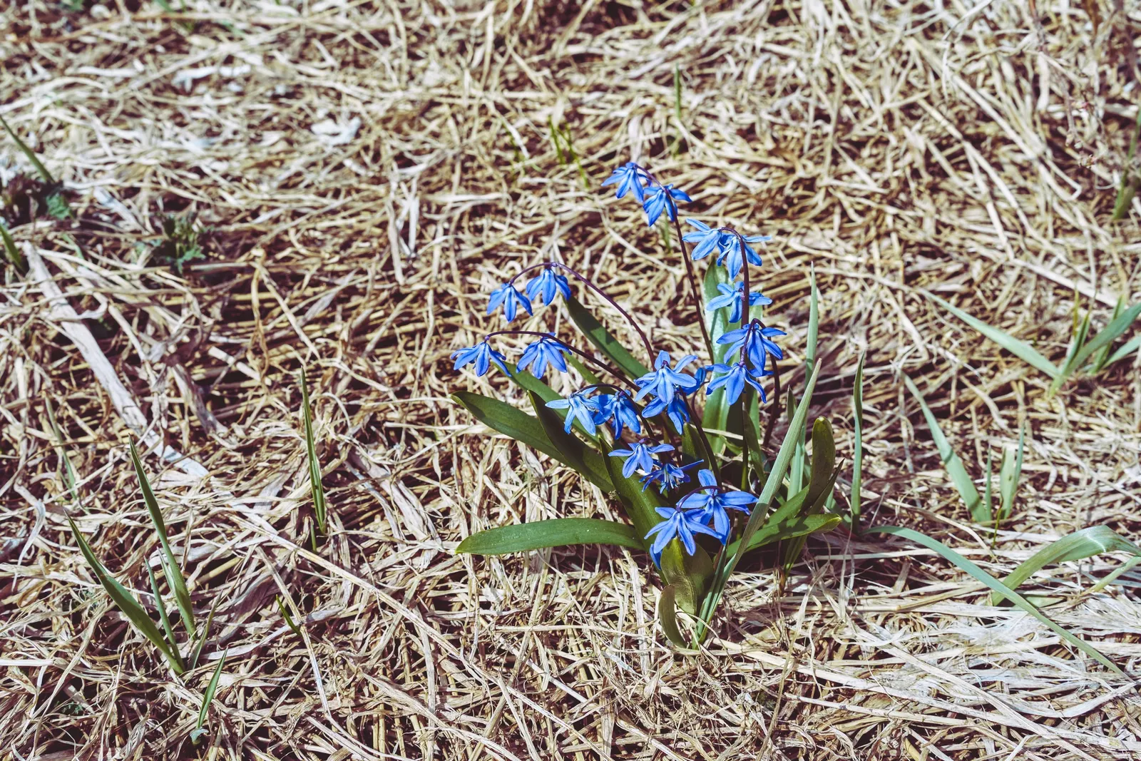 Siberian Squill (Scilla Siberica) — Its flower stalks bear dainty; you introduce a touch of early spring color