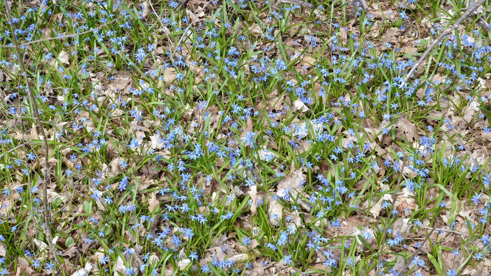 Siberian Squill (Scilla Siberica) — making it an excellent choice for a hassle-free garden; is a charming bulbous perennial known for its vibrant, image 72