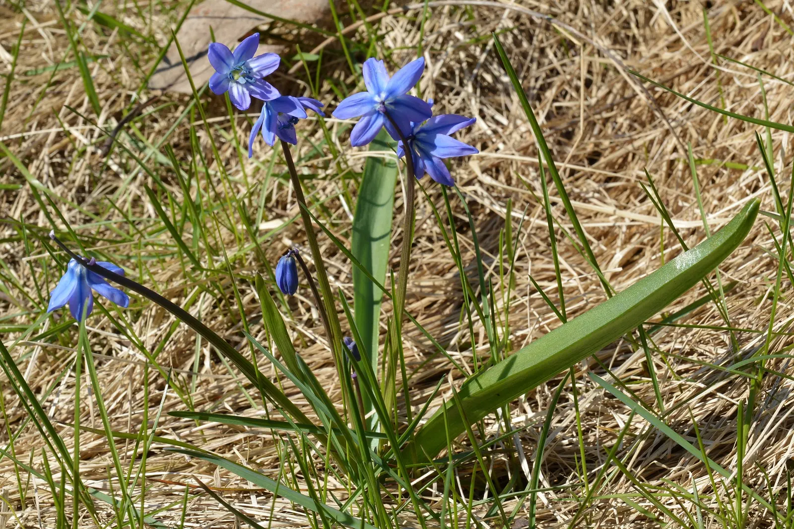 Siberian Squill (Scilla Siberica) — is a charming bulbous perennial known for its vibrant azure blue blossoms that enliven early spring landscapes, image 85