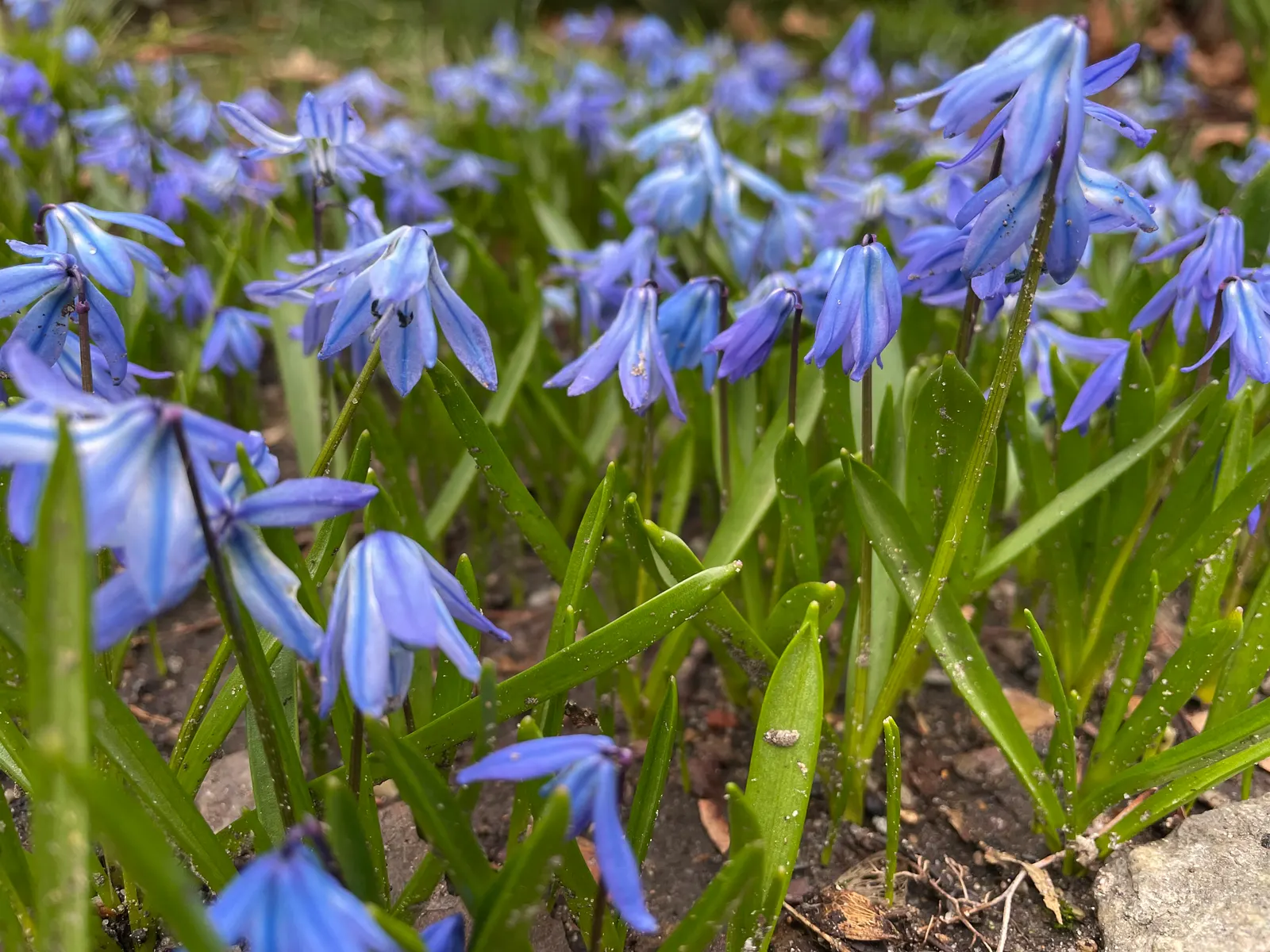 Siberian Squill (Scilla Siberica) — Siberian Squill is perfect for use as a groundcover or for naturalizing in woodland gardens