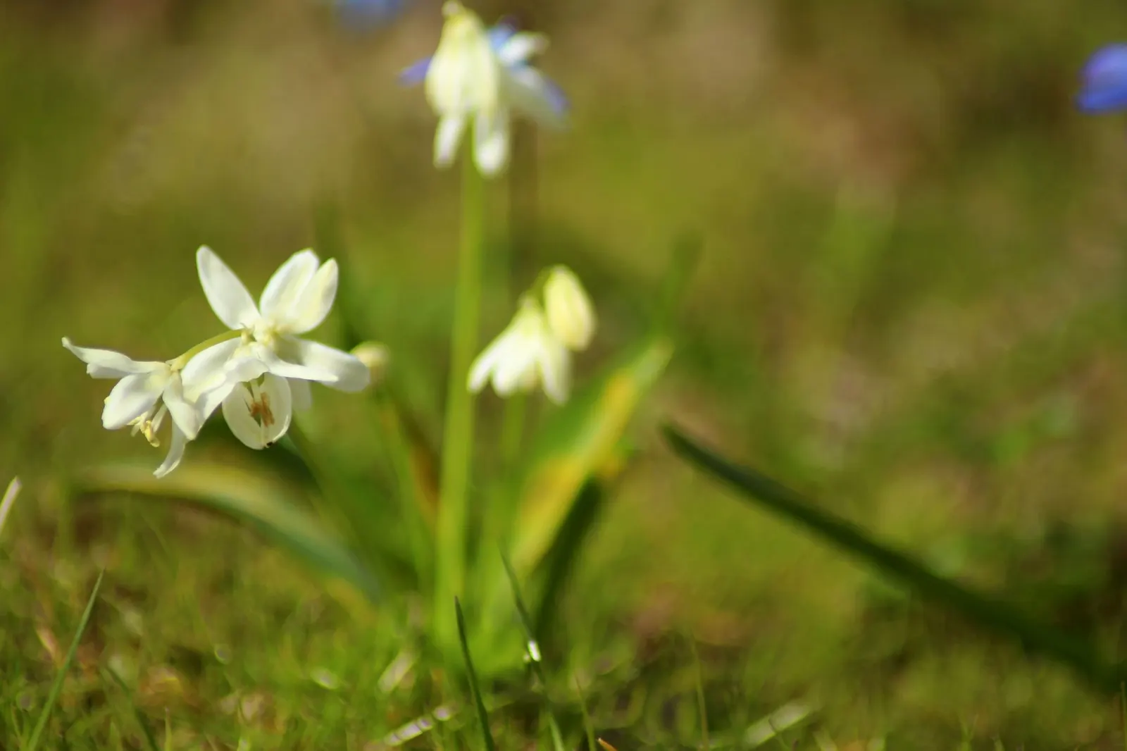 Siberian Squill (Scilla Siberica) — blue flowers in the garden; ranging from 3 to 6 inches in height, image 102