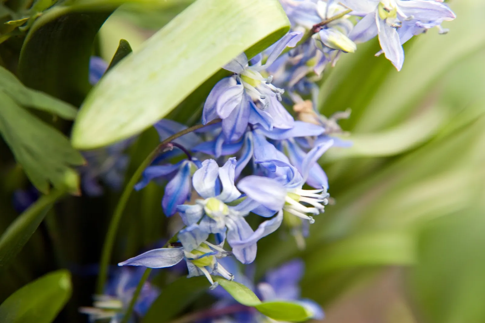 Siberian Squill (Scilla Siberica) — while also providing an early nectar source for bees and other pollinators; reaching up to 4-6 inches in height, image 75