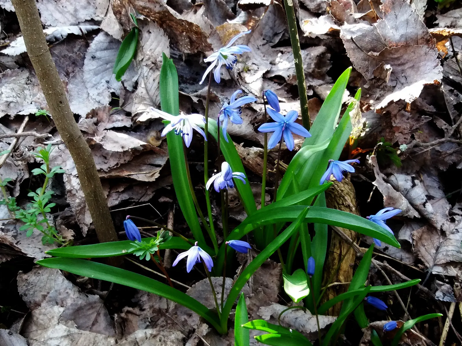 Siberian Squill (Scilla Siberica) — Native to southwestern Russia; the Siberian Squill (Scilla siberica) is a captivating early spring bloomer, image 112