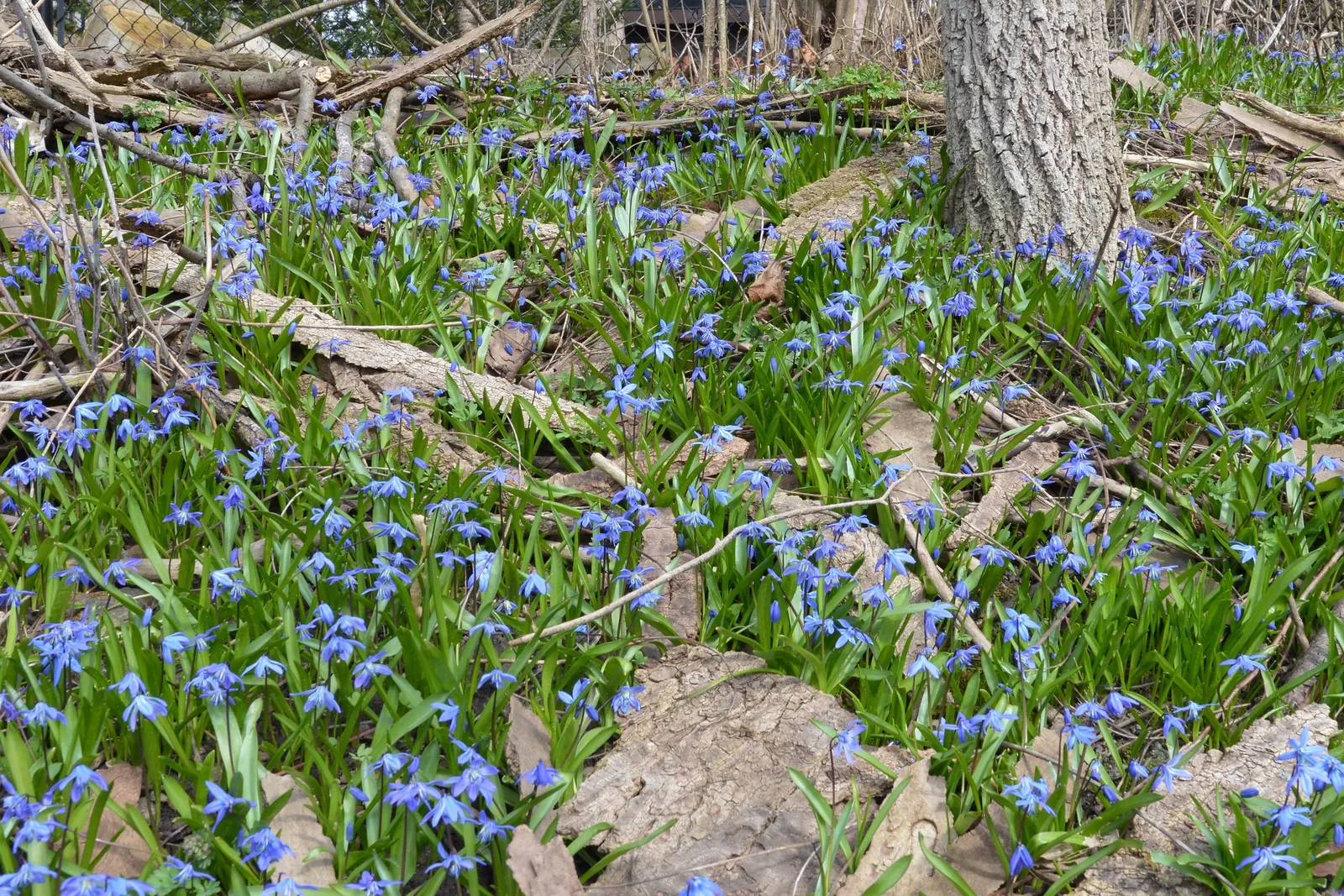 Siberian Squill (Scilla Siberica) — making it an excellent choice for a hassle-free garden