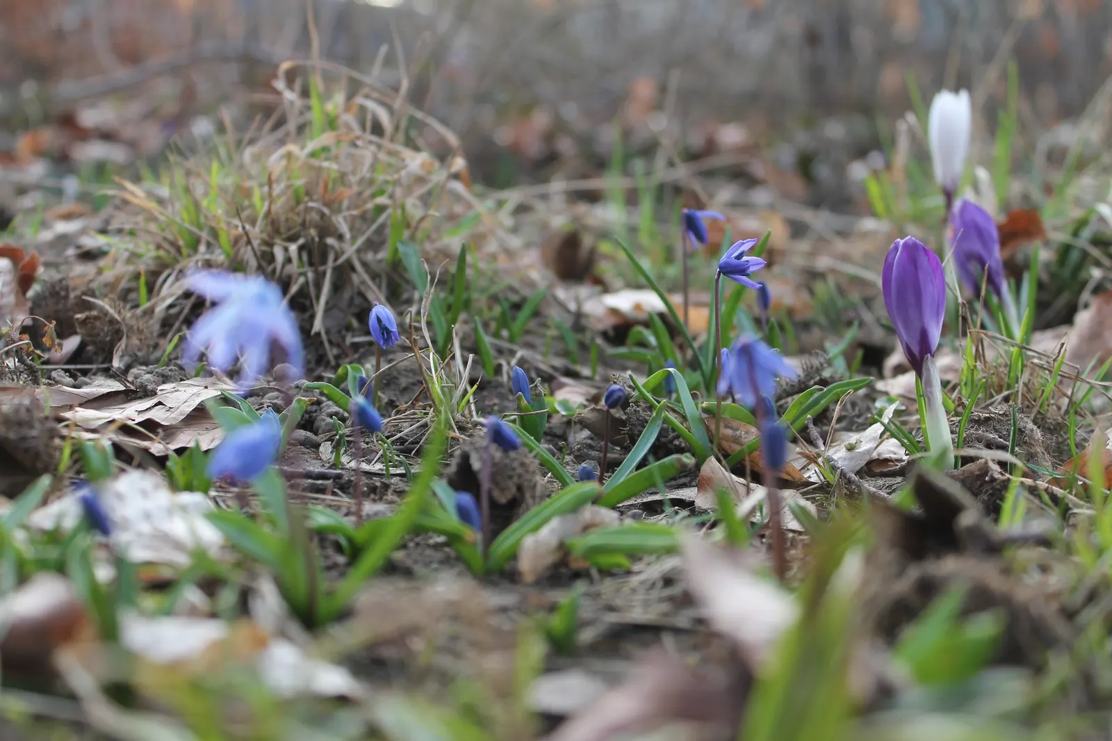 Siberian Squill (Scilla Siberica) — Cold-hardy and resilient, these perennials thrive in USDA Zones 2-8 and prefer well-drained soil; ideal for naturalizing