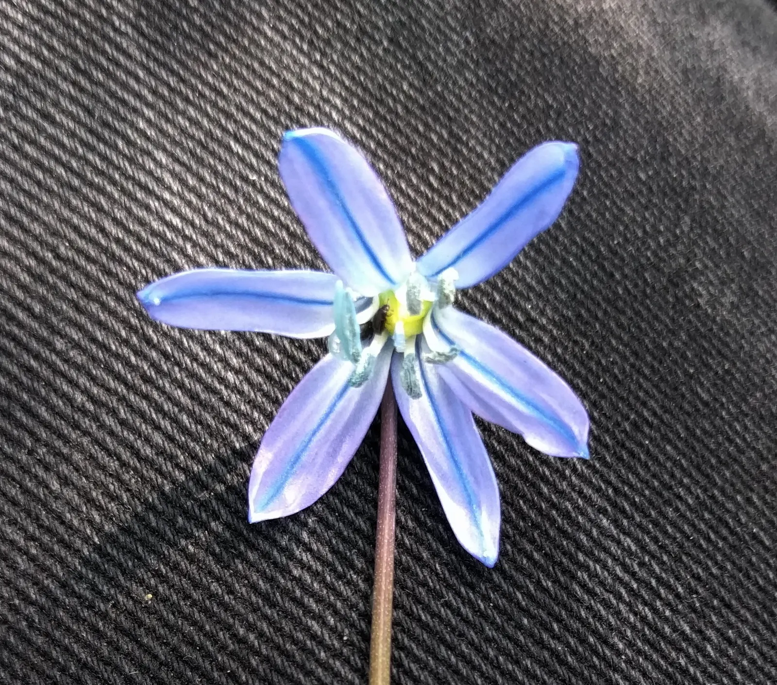 Siberian Squill (Scilla Siberica) — Admired for its vibrant blue; for optimal bloom, plant the bulbs in the fall, about 2 to 3 inches deep and, image 55