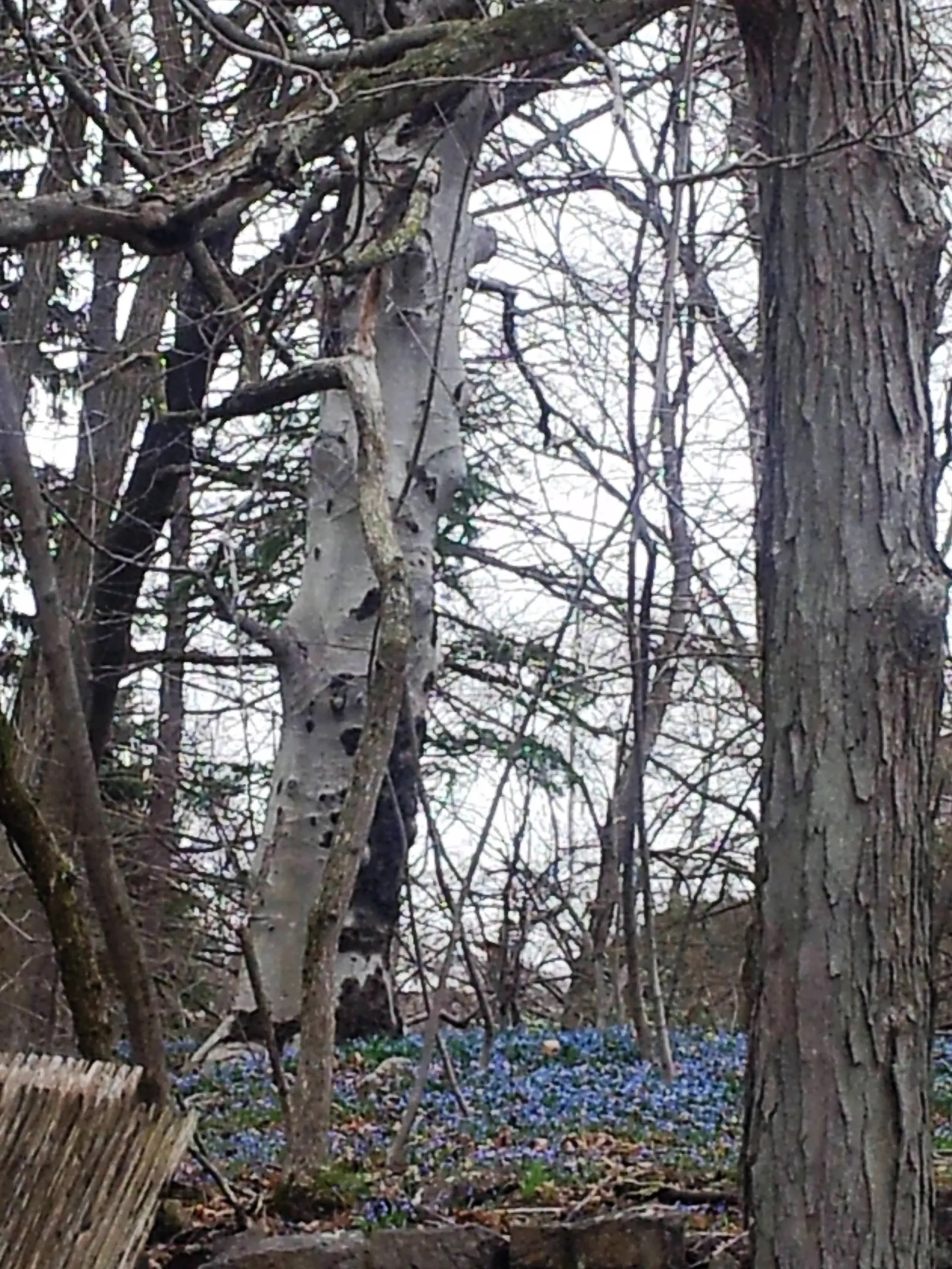 Siberian Squill (Scilla Siberica) — blue flowers in the garden; ranging from 3 to 6 inches in height
