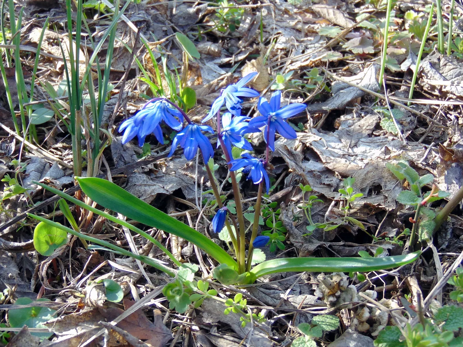 Siberian Squill (Scilla Siberica) — and prefers planting in well-drained soil with partial to full sun exposure