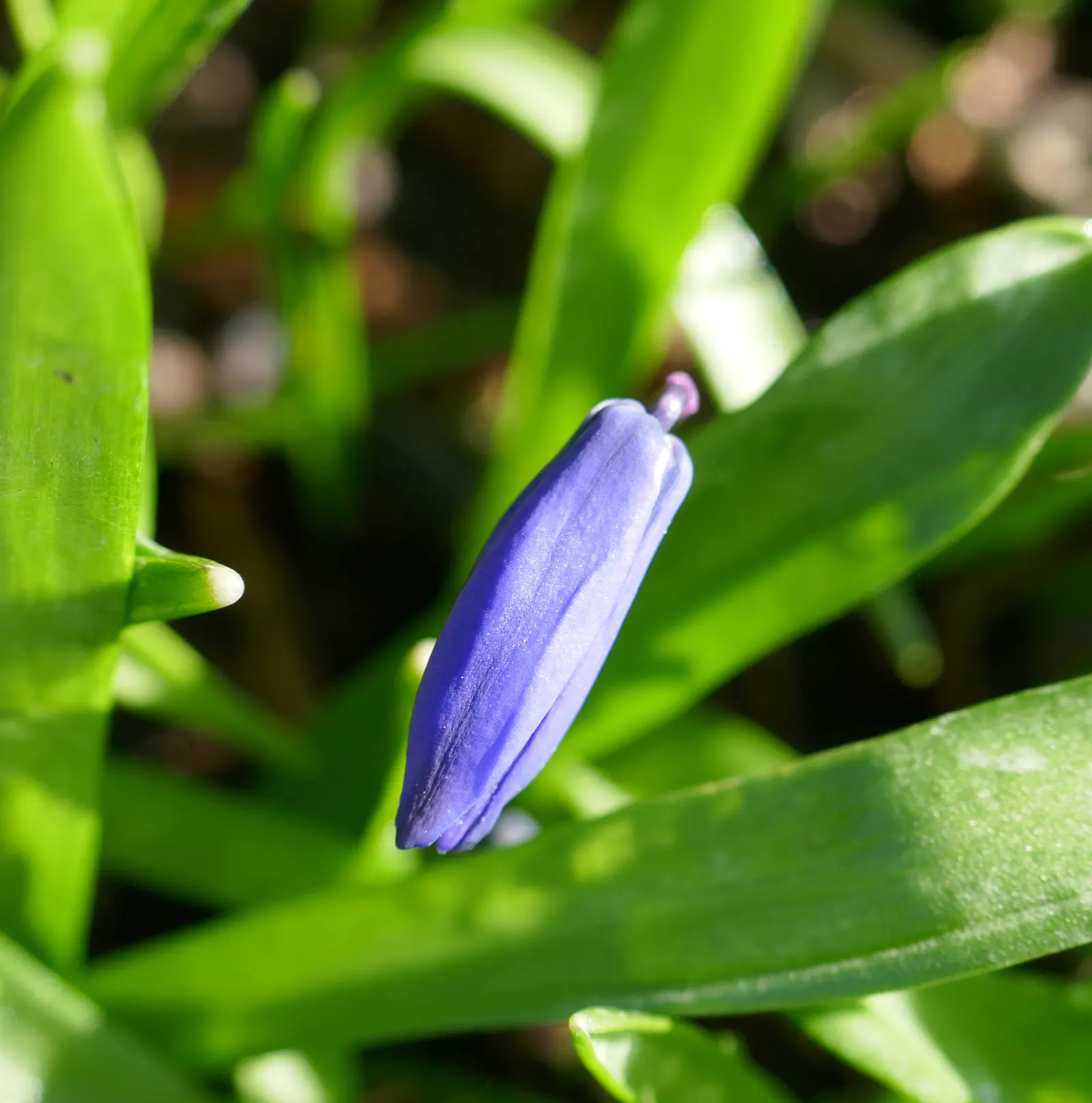 Siberian Squill (Scilla Siberica) — Its flower stalks bear dainty; you introduce a touch of early spring color, image 63