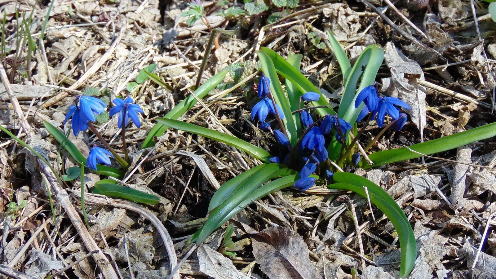 Siberian Squill (Scilla Siberica) — which gracefully arch over as they emerge from the ground.<br><br>Siberian Squill is cold-hardy; blue flowers in the garden