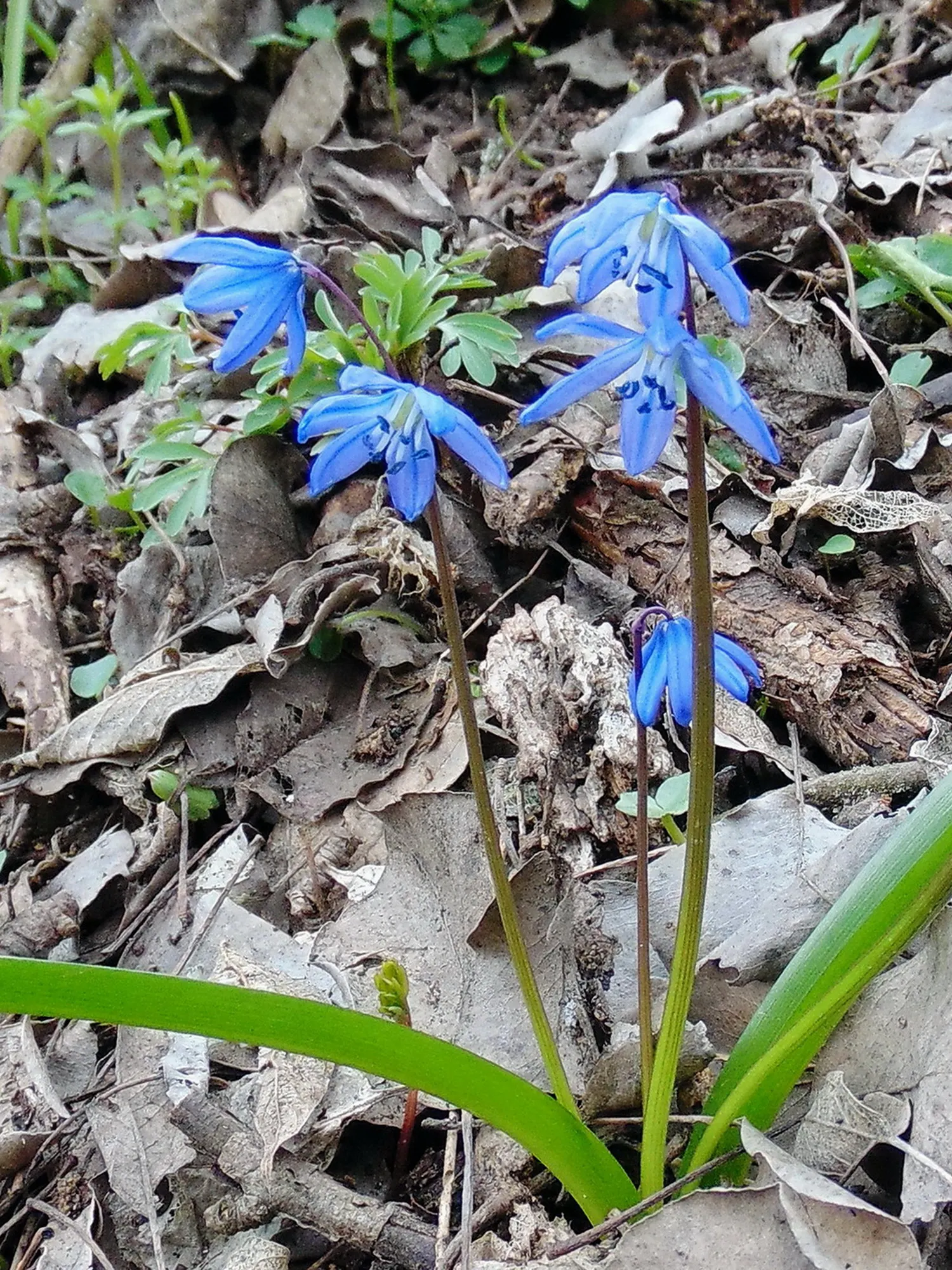 Siberian Squill (Scilla Siberica) — ranging from 3 to 6 inches in height