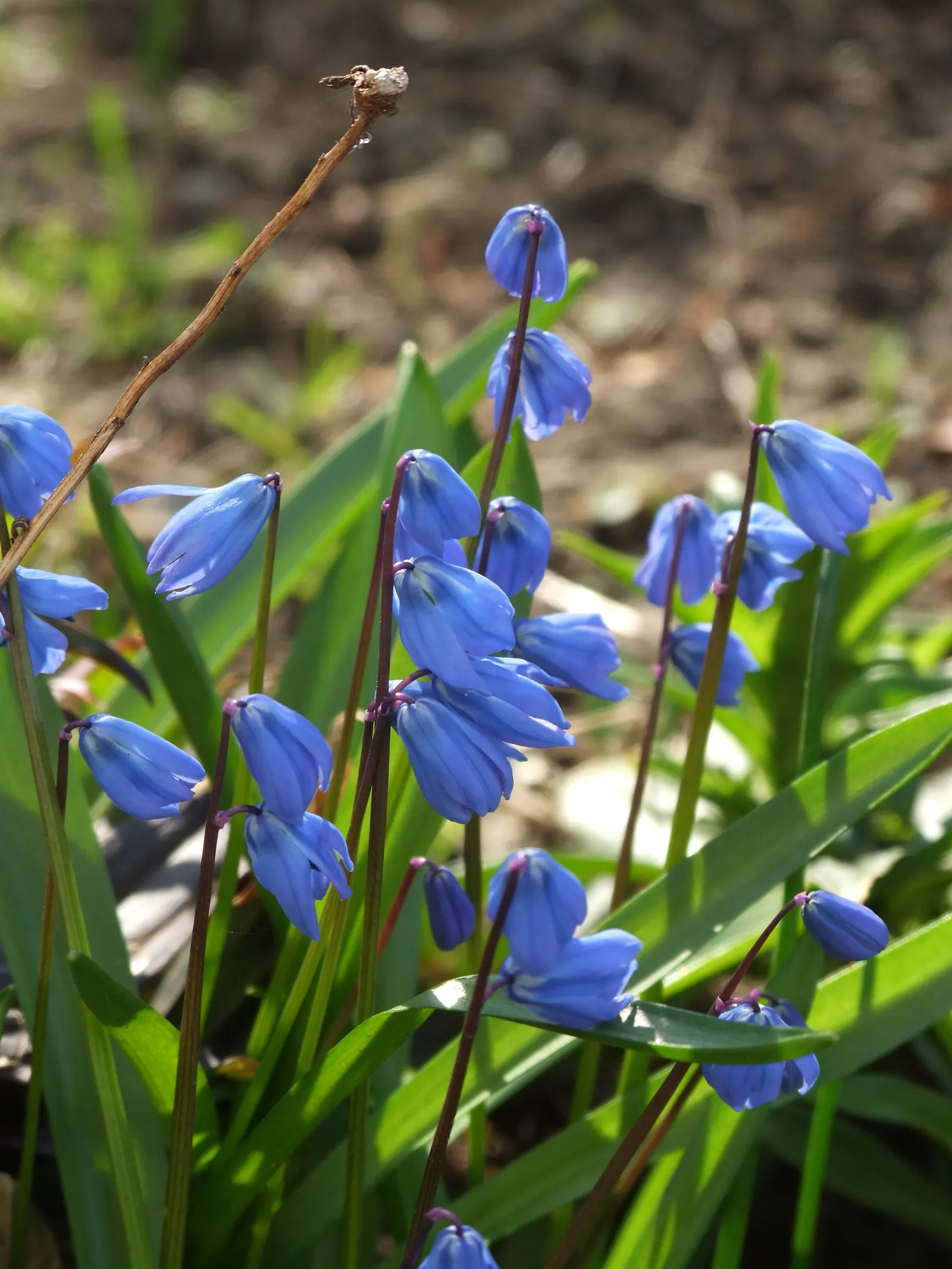 Siberian Squill (Scilla Siberica) — bulb / perennial with blue blooms; thriving in USDA zones 2 through 8
