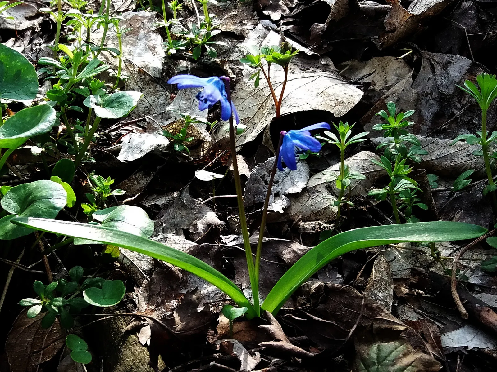 Siberian Squill (Scilla Siberica) — strap-like leaves that are approximately 4 inches long; and prefers planting in well-drained soil with partial to full sun