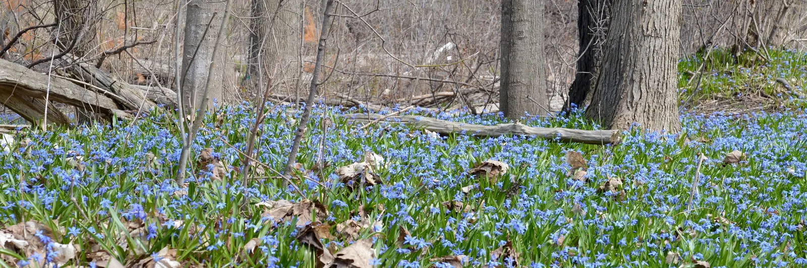 Siberian Squill (Scilla Siberica) — strap-like leaves that are approximately 4 inches long; and prefers planting in well-drained soil with partial, image 118