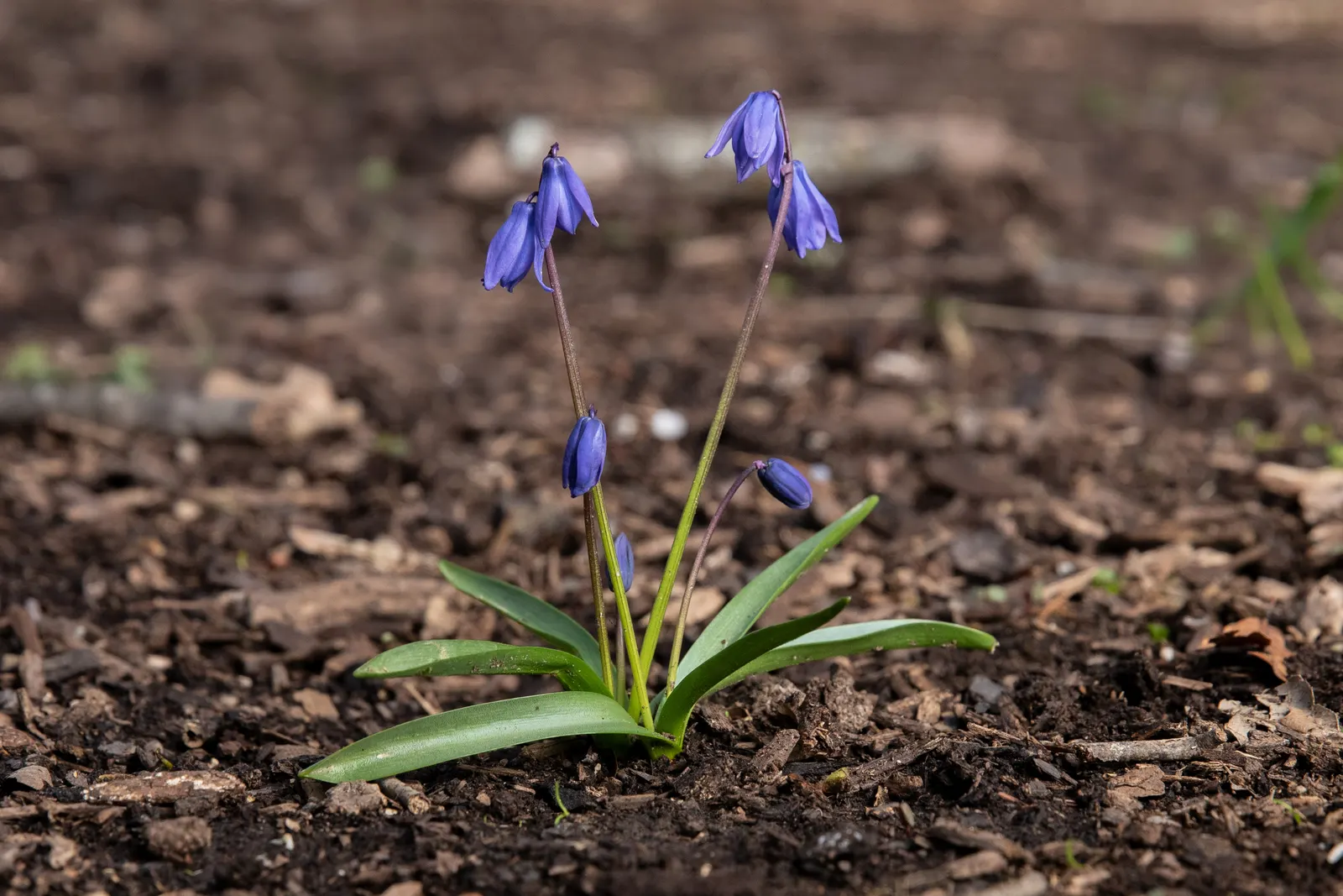 Siberian Squill (Scilla Siberica) — blue flowers in the garden
