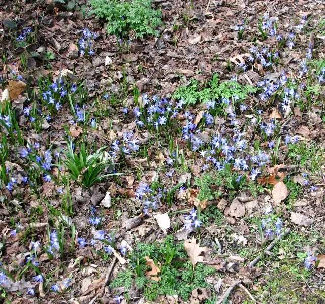 Siberian Squill (Scilla Siberica) — Admired for its vibrant blue; for optimal bloom, plant the bulbs in the fall, about 2 to 3 inches deep and, image 107