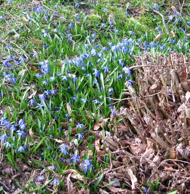 Siberian Squill (Scilla Siberica) — For optimal bloom, plant the bulbs in the fall, about 2 to 3 inches deep and spaced 2 to 3 inches apart; this, image 96