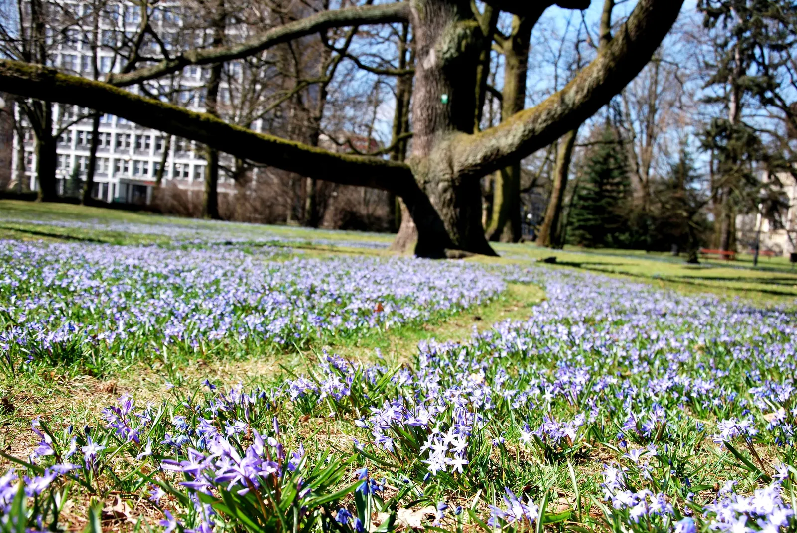 Siberian Squill (Scilla Siberica) — Its flower stalks bear dainty; you introduce a touch of early spring color, image 89