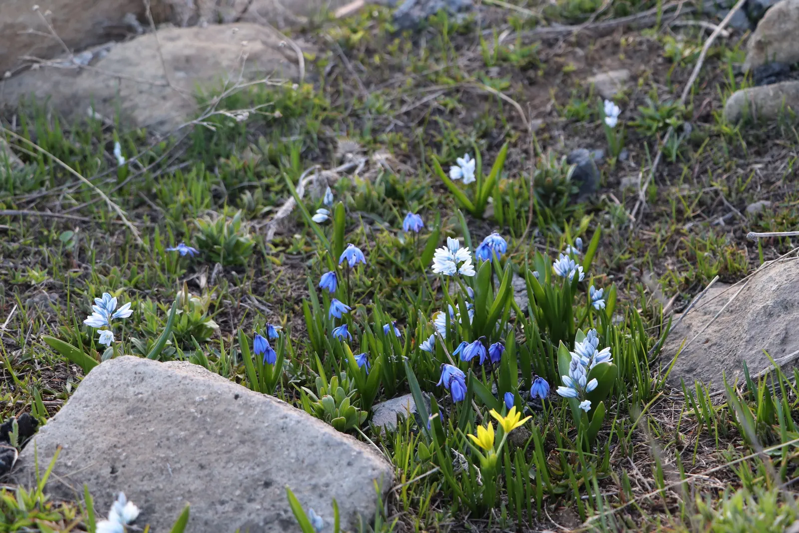 Siberian Squill (Scilla Siberica) — and prefers planting in well-drained soil with partial to full sun exposure; each comprised of six spreading, image 95