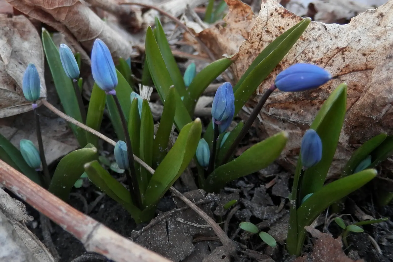 Siberian Squill (Scilla Siberica) — Siberian Squill is perfect for use as a groundcover or for naturalizing in woodland gardens; which gracefully, image 88