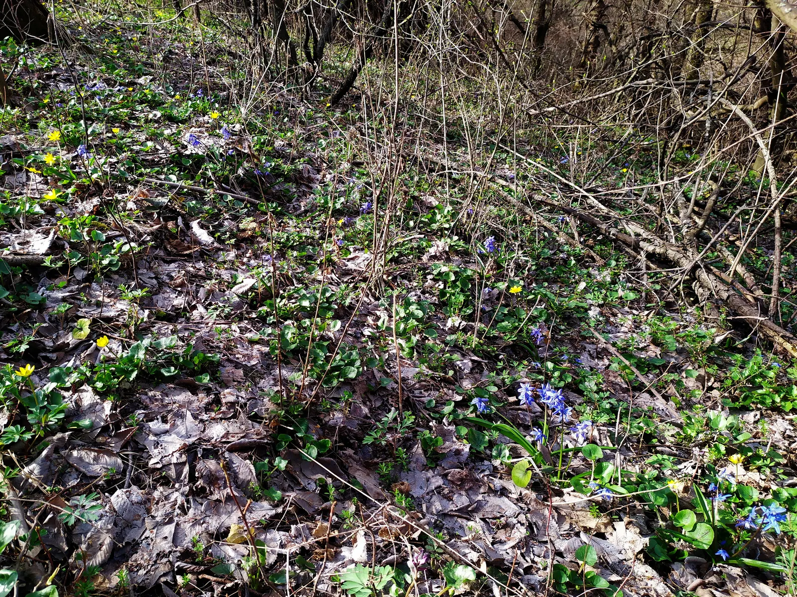 Siberian Squill (Scilla Siberica) — By incorporating Siberian Squill into your landscape design; strap-like leaves that are approximately 4 inches, image 99