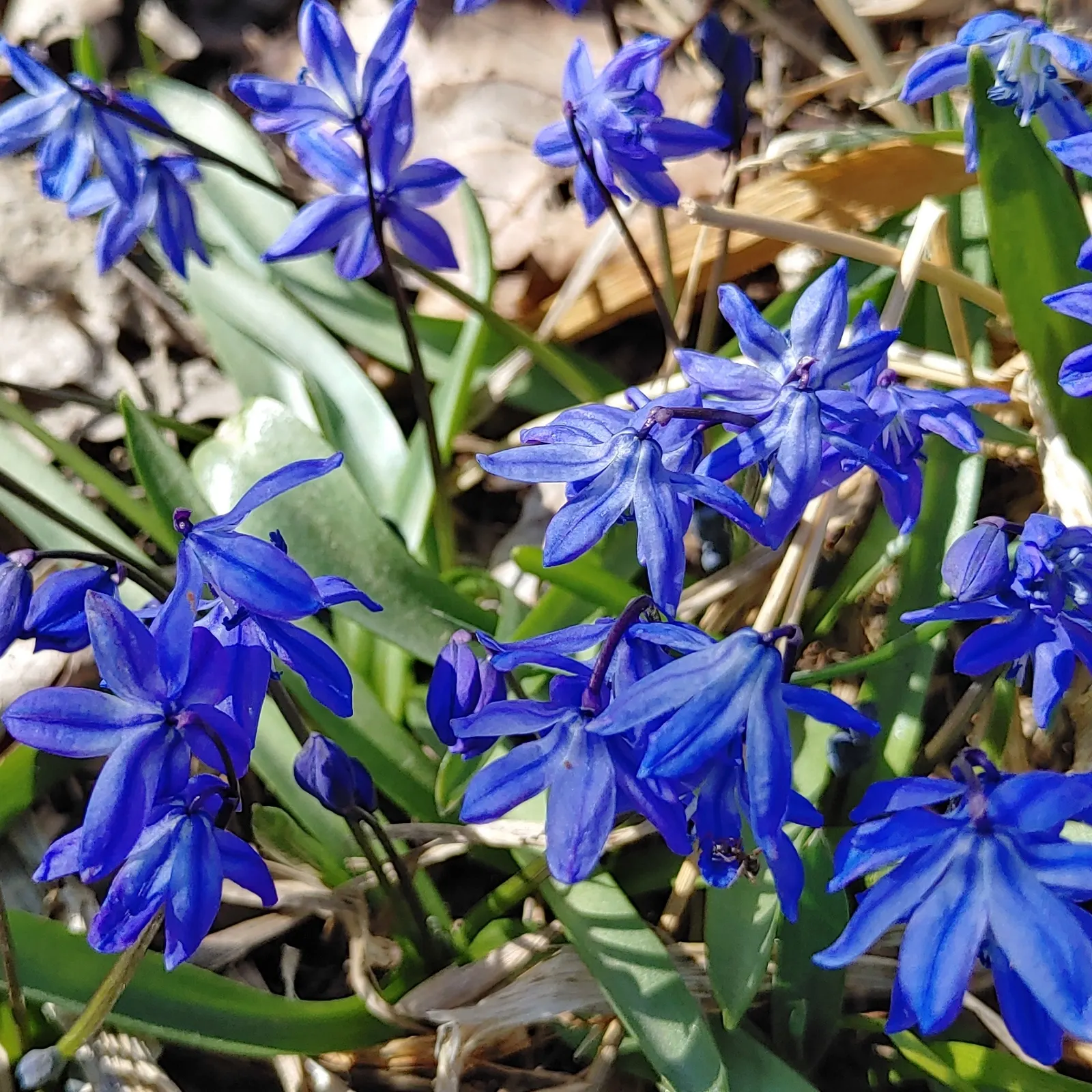 Siberian Squill (Scilla Siberica) — each comprised of six spreading petals that create a starburst pattern; admired for its vibrant blue, image 64