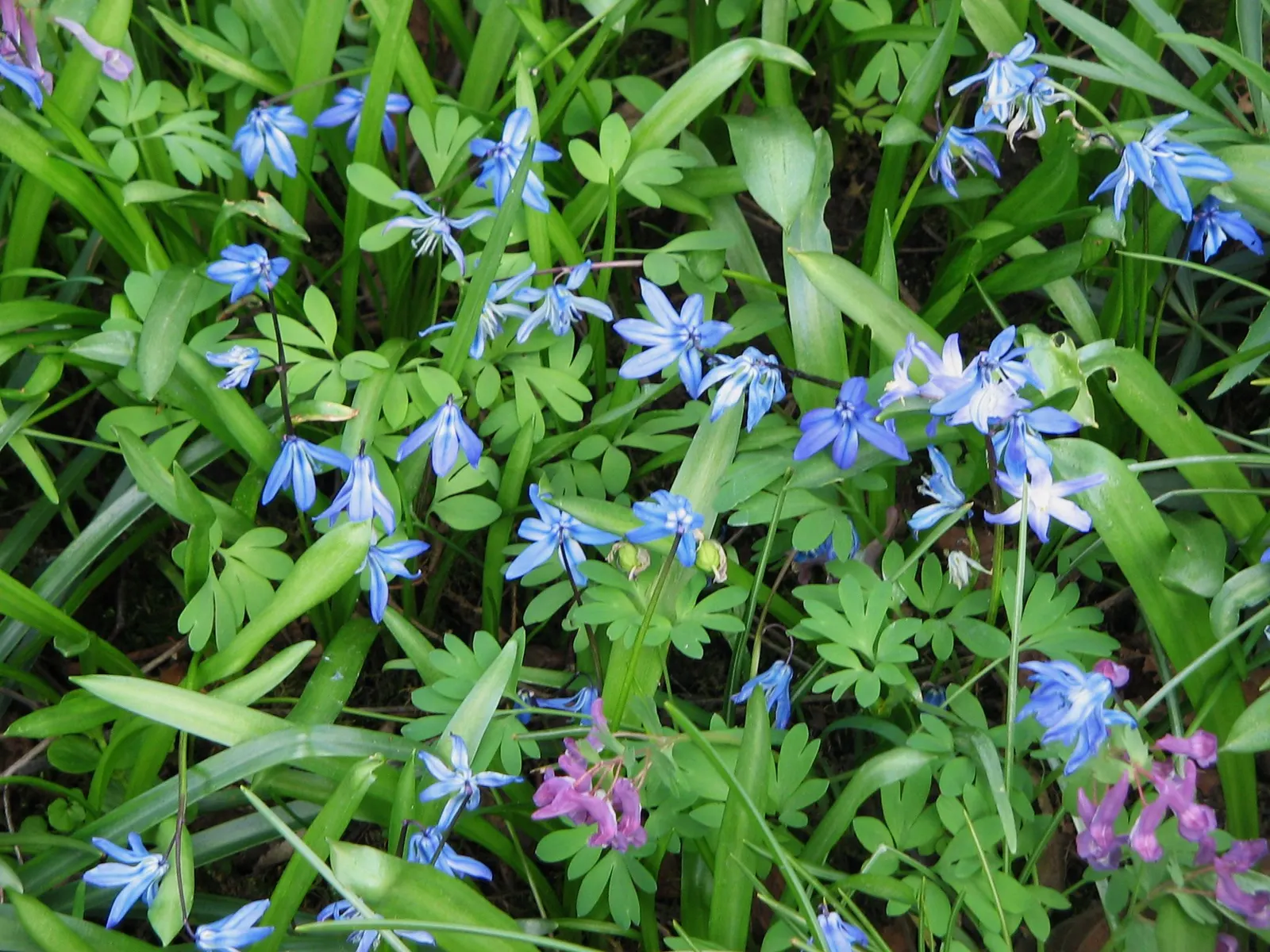 Siberian Squill (Scilla Siberica) — Cold-hardy and resilient, these perennials thrive in USDA Zones 2-8 and prefer well-drained soil; ideal for, image 57
