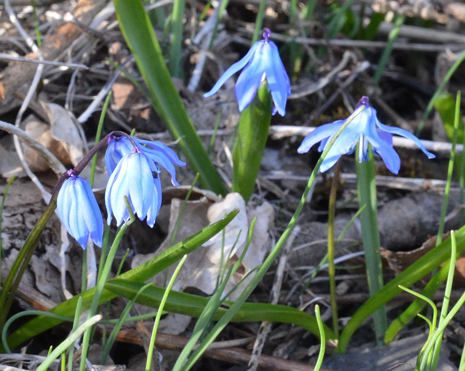 Siberian Squill (Scilla Siberica) — bulb / perennial with blue blooms