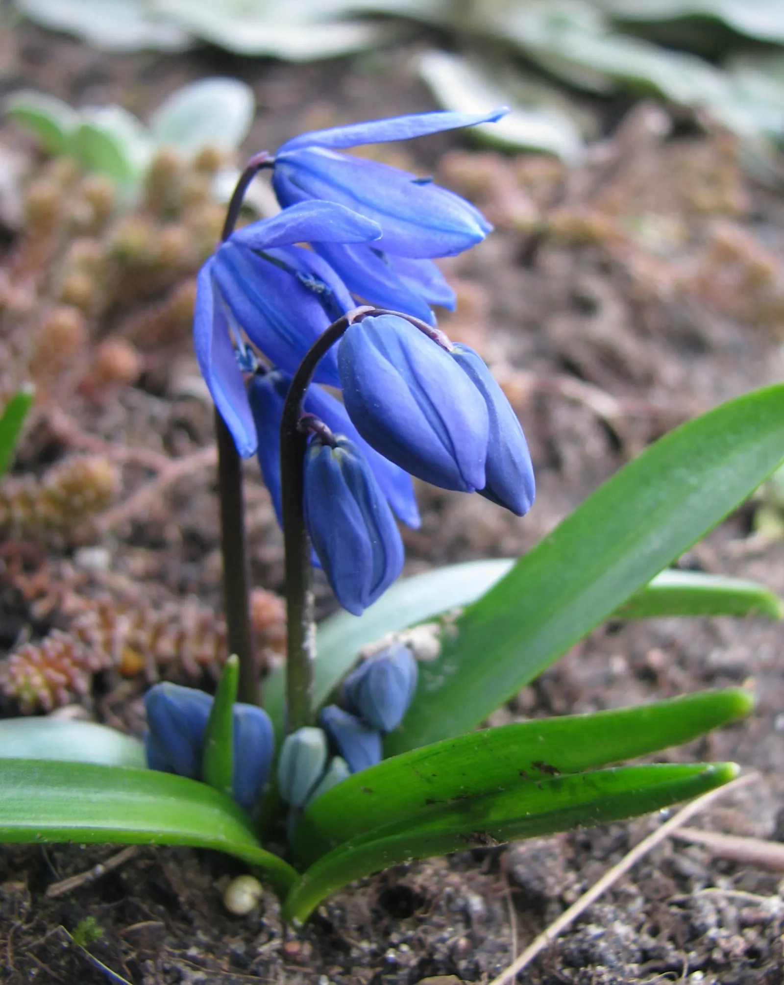 Siberian Squill (Scilla Siberica) — Admired for its vibrant blue