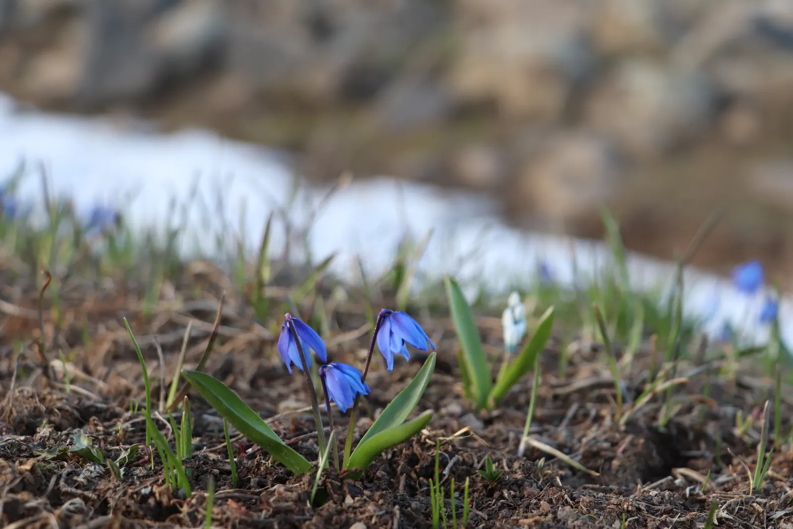 Siberian Squill (Scilla Siberica) — By incorporating Siberian Squill into your landscape design; strap-like leaves that are approximately 4 inches, image 73