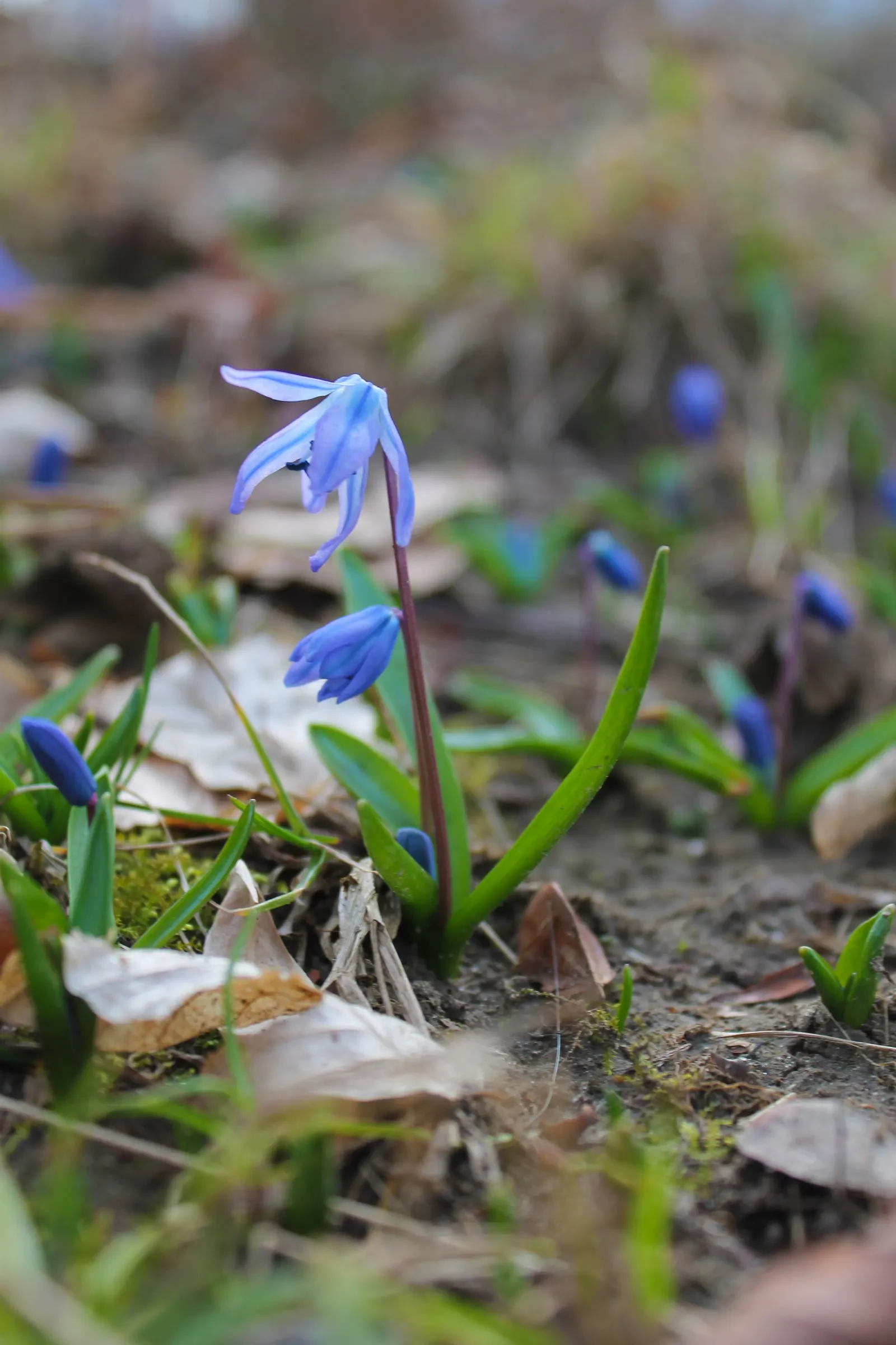 Siberian Squill (Scilla Siberica) — This low-maintenance plant naturalizes effortlessly; bulb / perennial for full or half