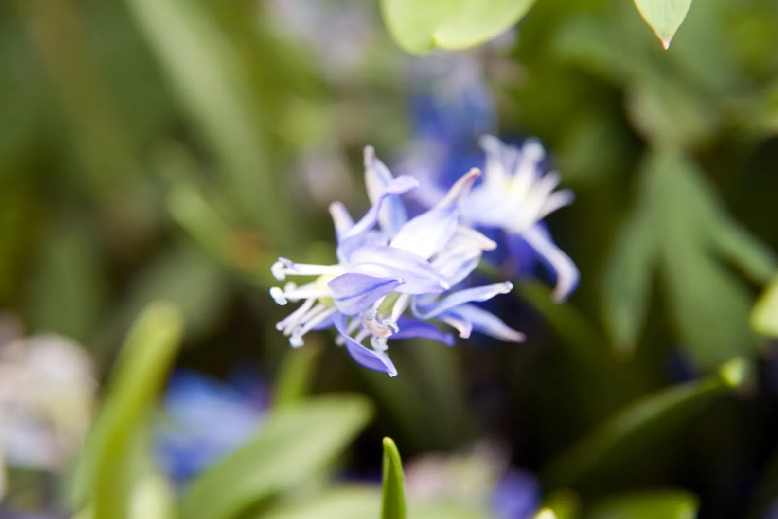 Siberian Squill (Scilla Siberica) — This low-maintenance plant naturalizes effortlessly; bulb / perennial for full or half, image 97