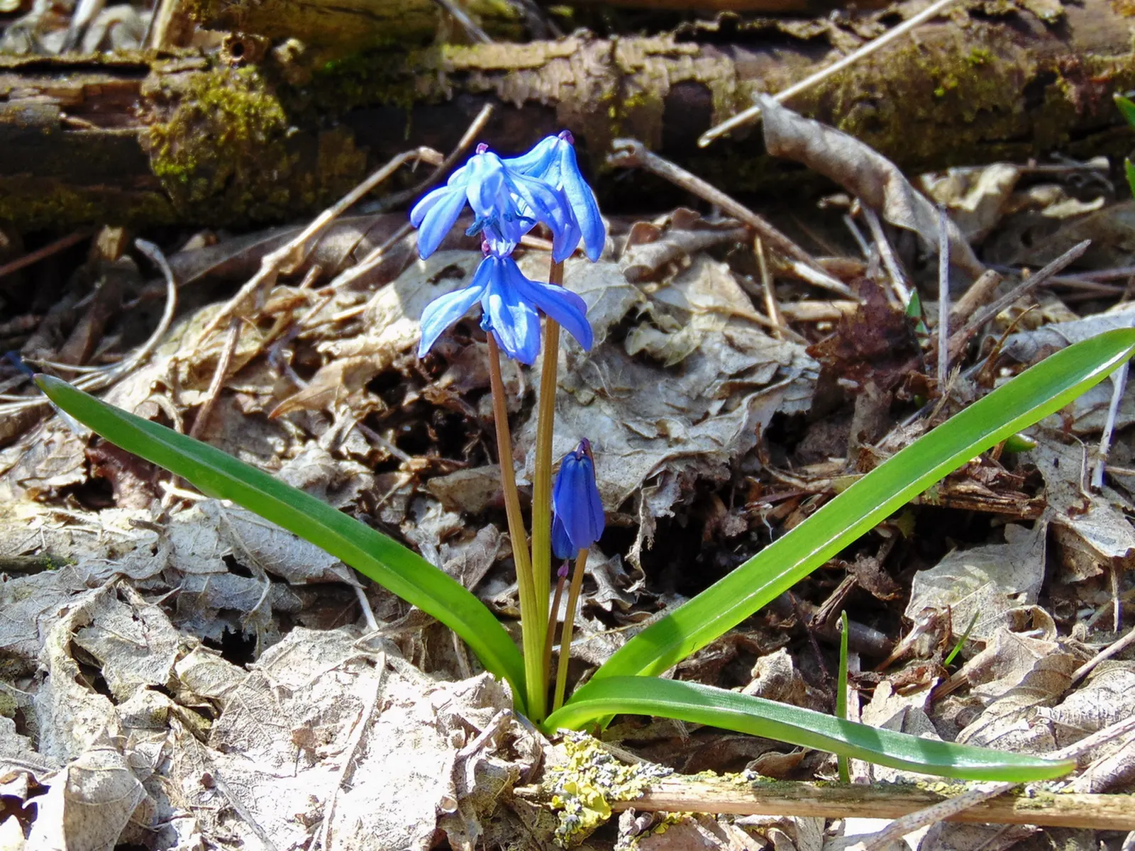 Siberian Squill (Scilla Siberica) — is a charming bulbous perennial known for its vibrant azure blue blossoms that enliven early spring landscapes, image 111