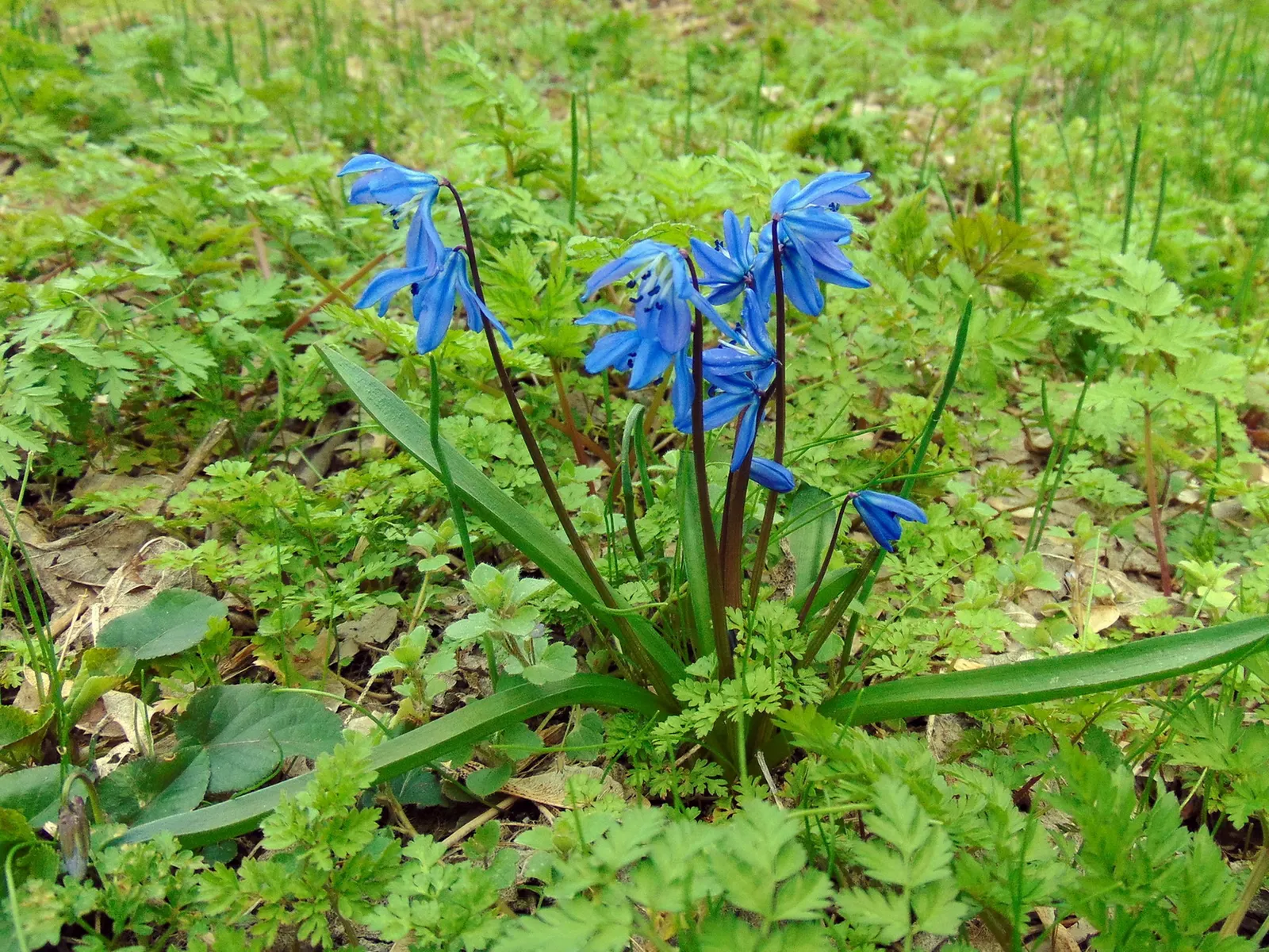Siberian Squill (Scilla Siberica) — ranging from 3 to 6 inches in height; native to southwestern Russia, image 87