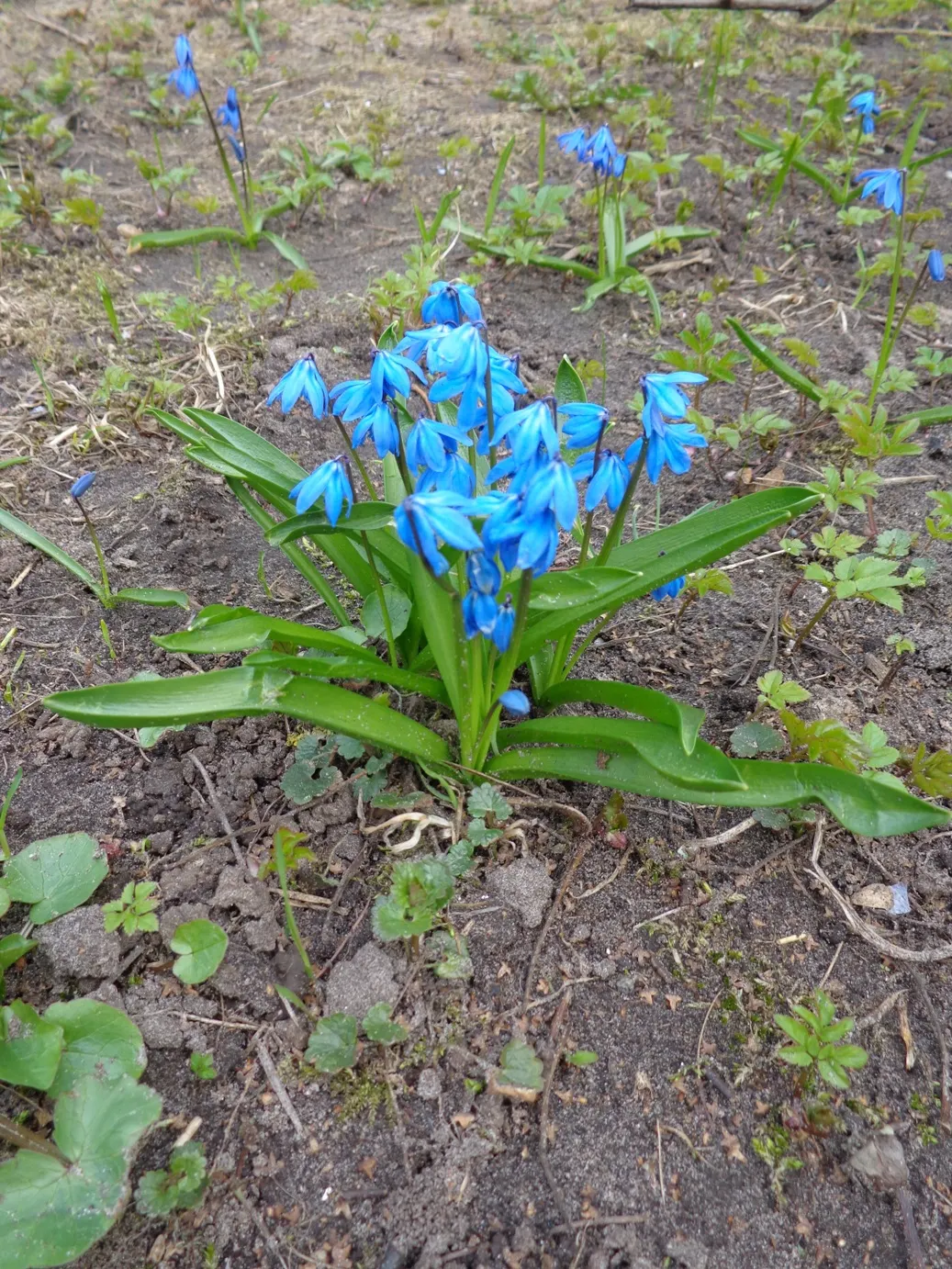 Siberian Squill (Scilla Siberica) — Admired for its vibrant blue; for optimal bloom, plant the bulbs in the fall, about 2 to 3 inches deep and spaced 2 to 3
