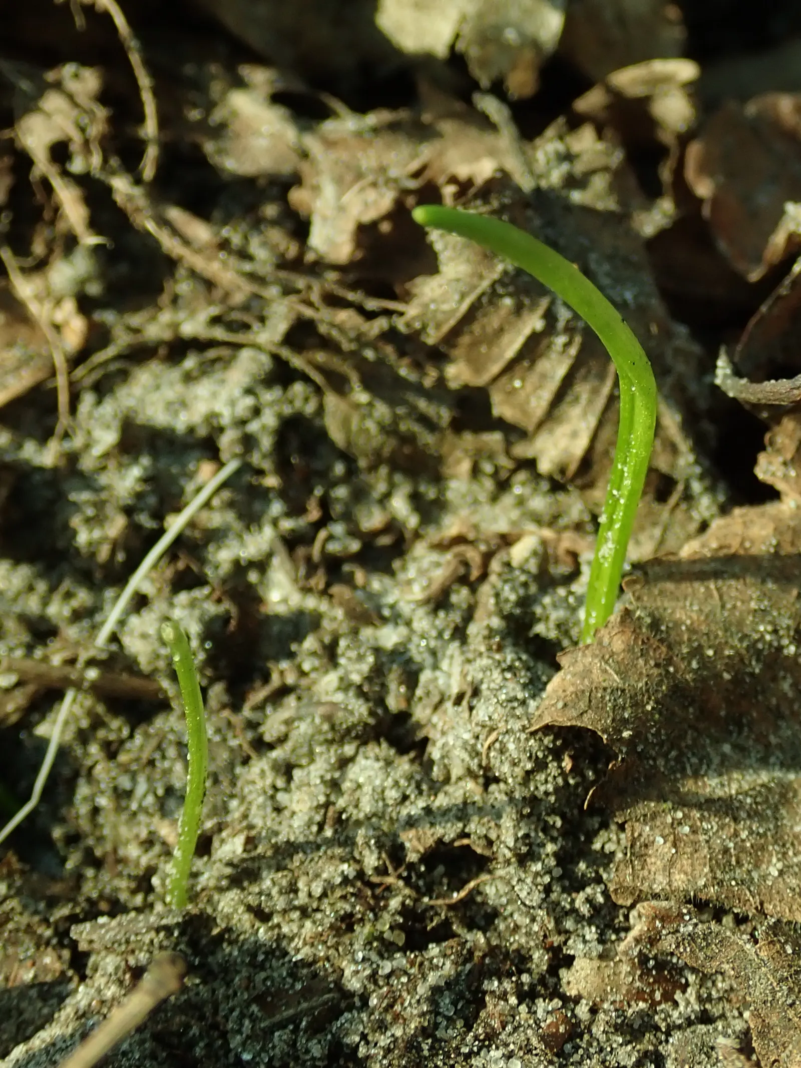 Siberian Squill (Scilla Siberica) — The foliage comprises slender; siberian Squill is perfect for use as a groundcover or for naturalizing in, image 117