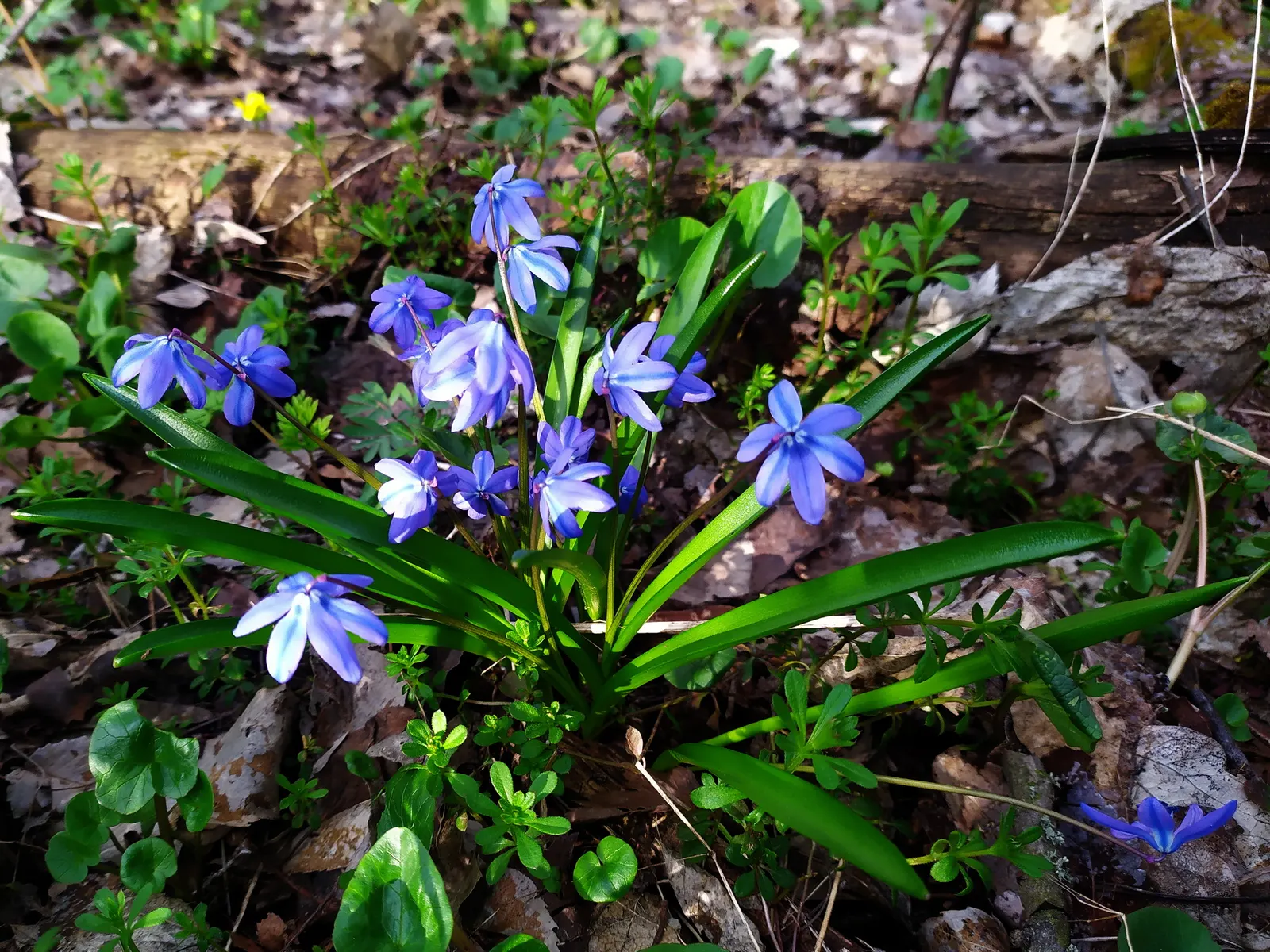 Siberian Squill (Scilla Siberica) — which gracefully arch over as they emerge from the ground.<br><br>Siberian Squill is cold-hardy; blue flowers, image 67