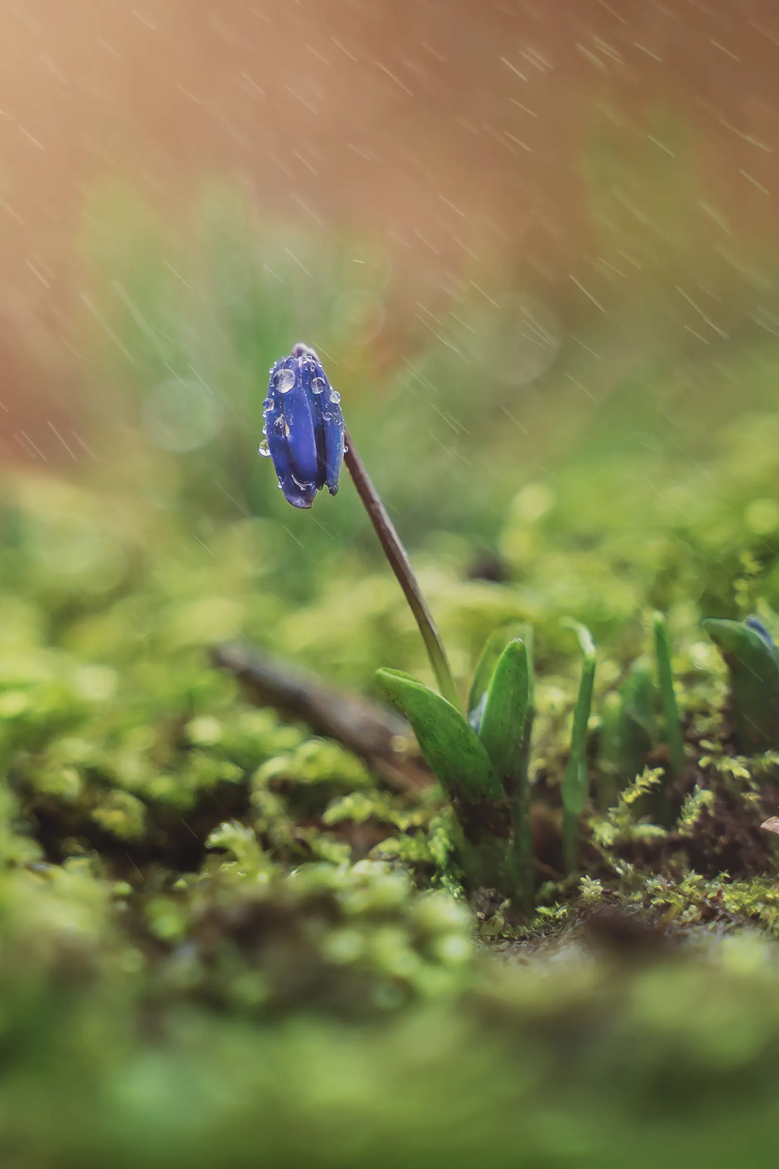 Siberian Squill (Scilla Siberica) — while also providing an early nectar source for bees and other pollinators; reaching up to 4-6 inches in height, image 101