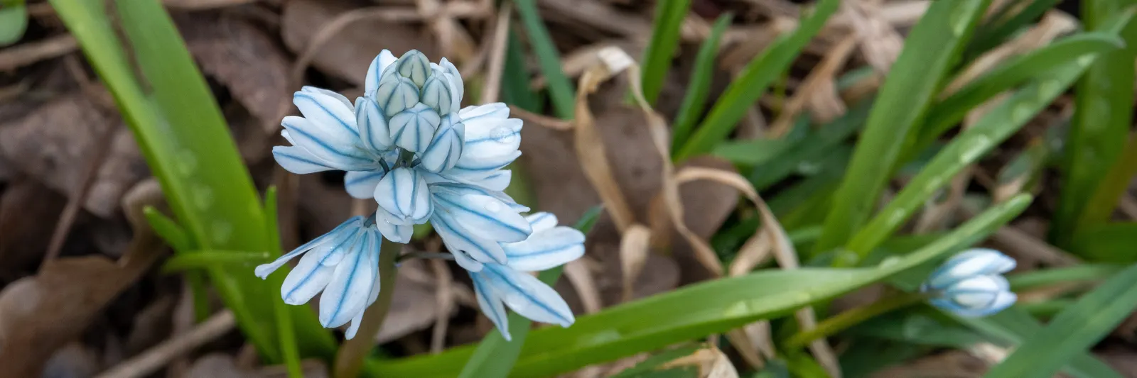 Siberian Squill (Scilla Siberica) — which gracefully arch over as they emerge from the ground.<br><br>Siberian Squill is cold-hardy; blue flowers, image 119