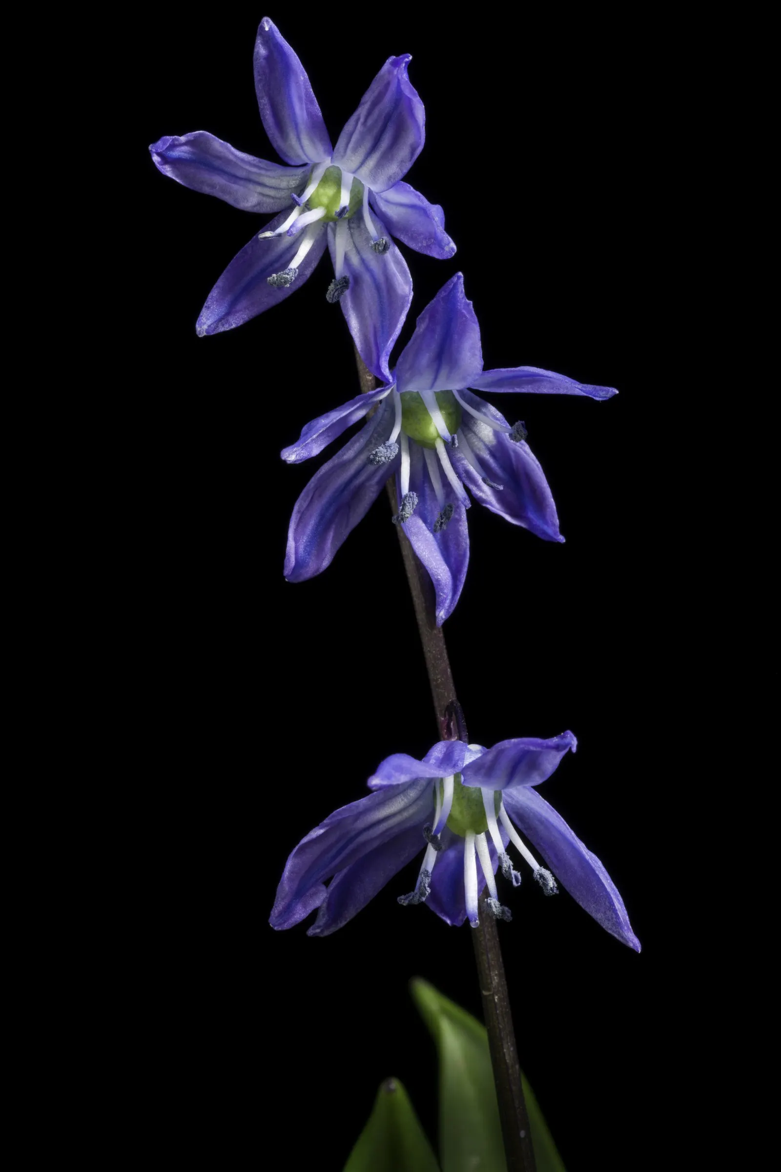 Siberian Squill (Scilla Siberica) — Siberian Squill is perfect for use as a groundcover or for naturalizing in woodland gardens; which gracefully, image 62