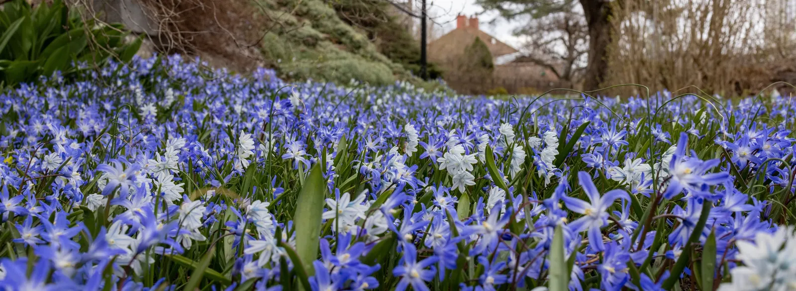Siberian Squill (Scilla Siberica) — The Siberian Squill (Scilla siberica) is a captivating early spring bloomer; each bulb produces multiple starry, image 79