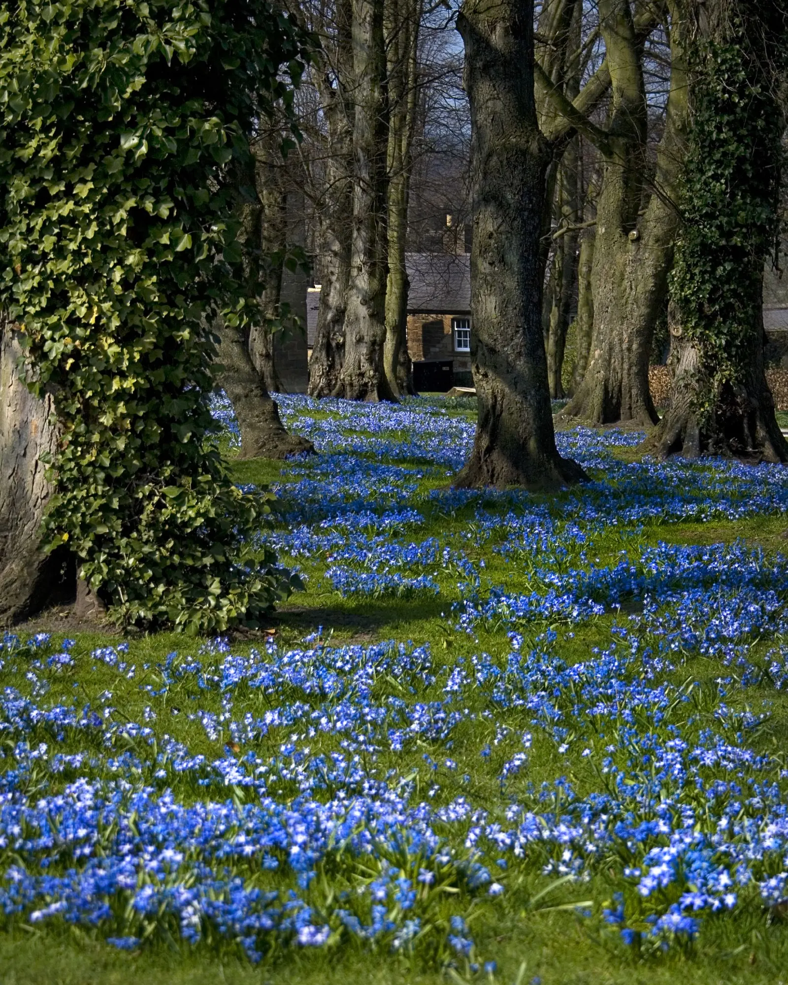 Siberian Squill (Scilla Siberica) — and prefers planting in well-drained soil with partial to full sun exposure; each comprised of six spreading, image 69
