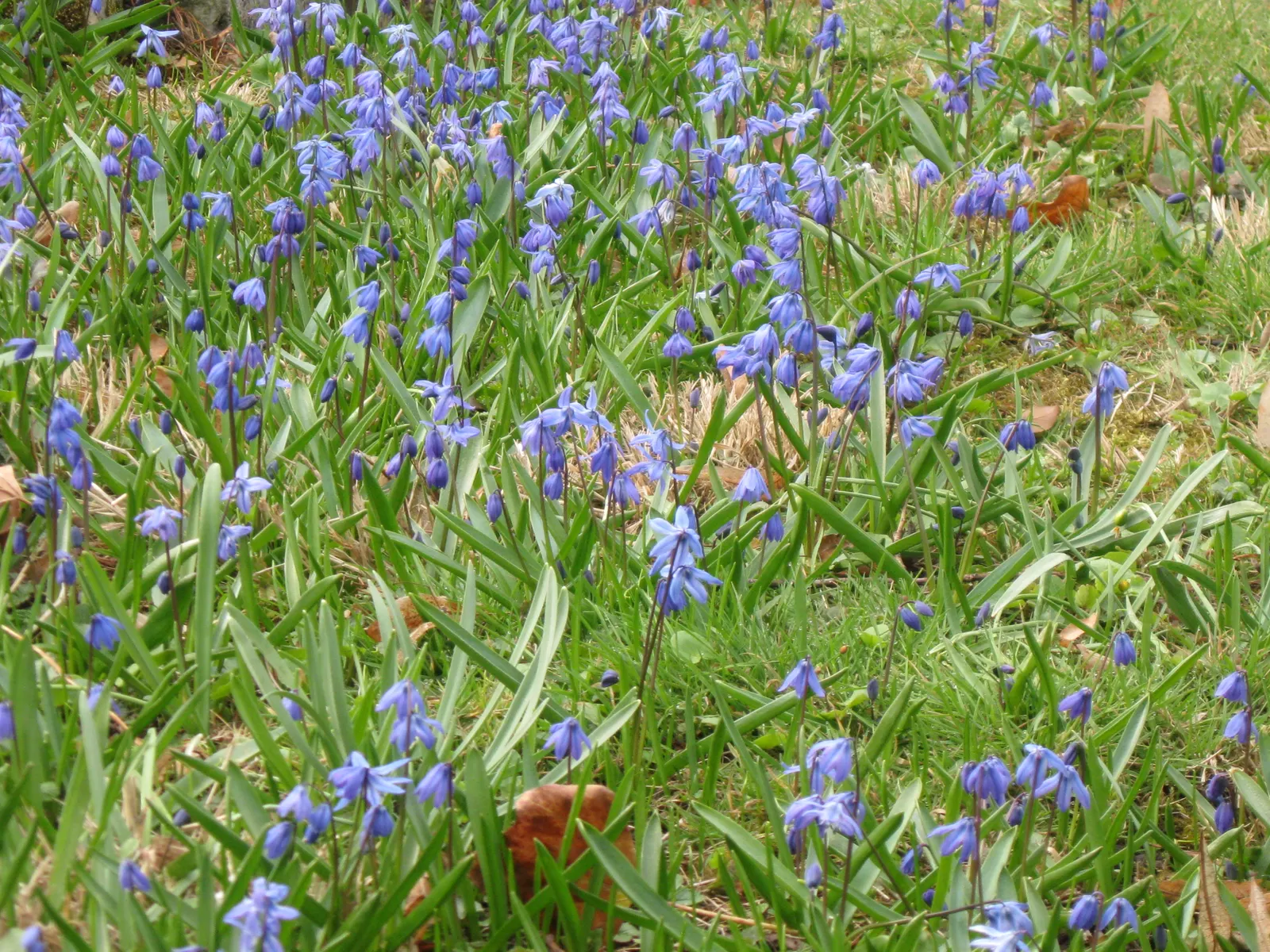 Siberian Squill (Scilla Siberica) — reaching up to 4-6 inches in height; its flower stalks bear dainty, image 106